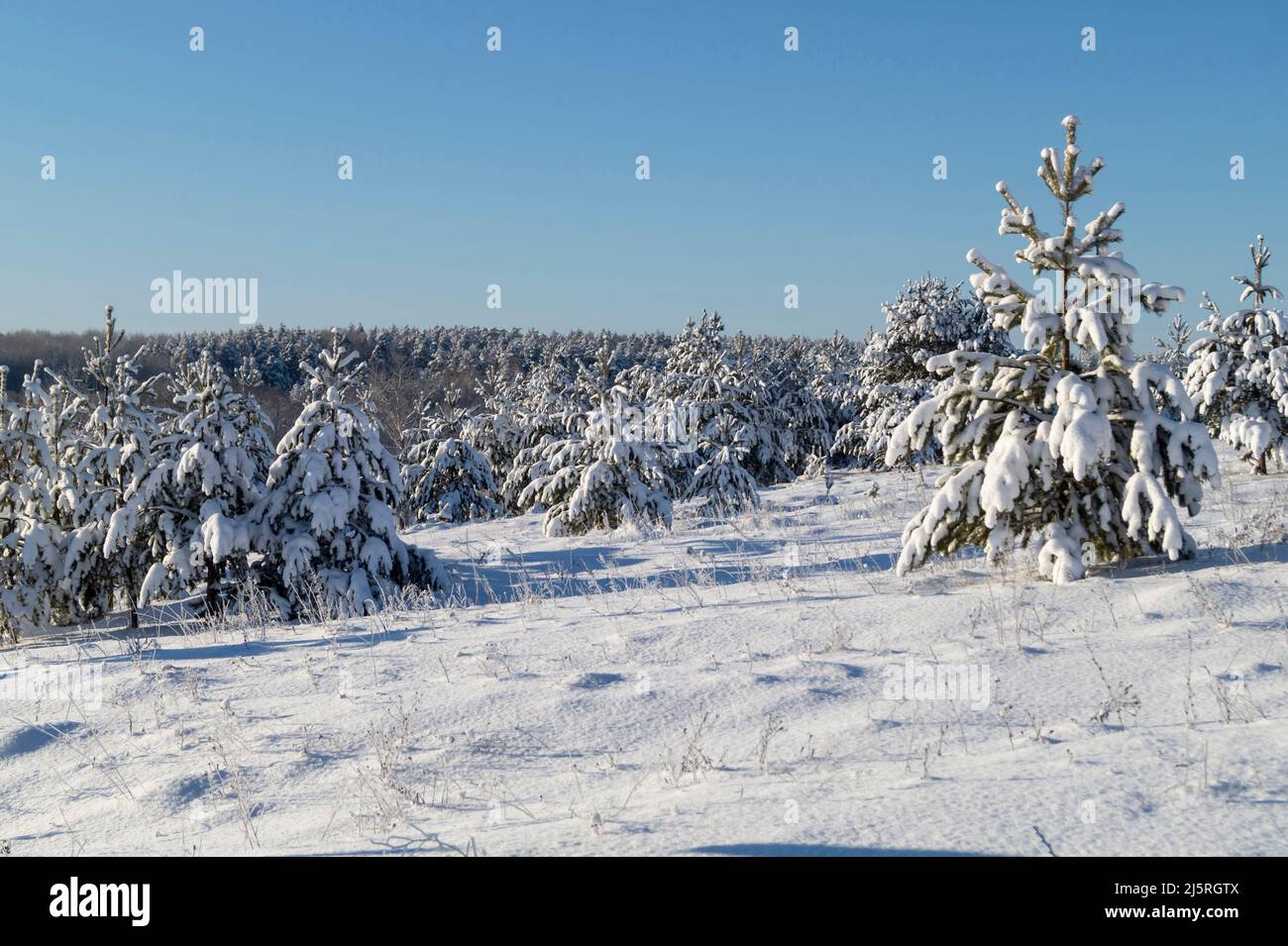 Pine forest in winter against the blue sky. Beautiful landscape on a sunny day Stock Photo