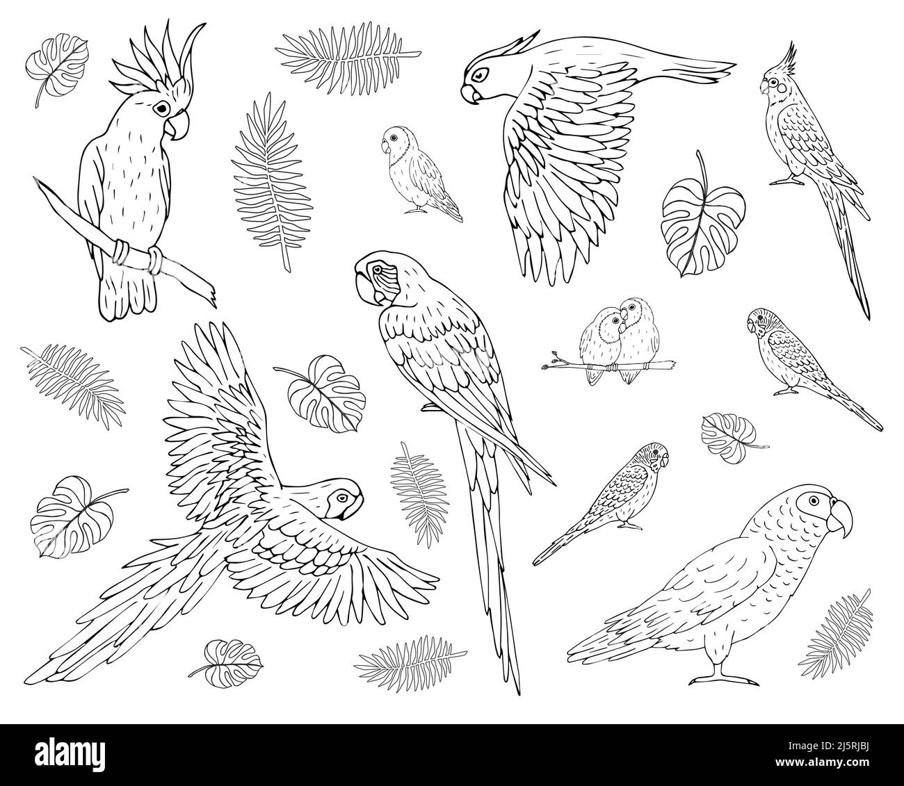 Vector set bundle of hand drawn doodle sketch different parrots ...