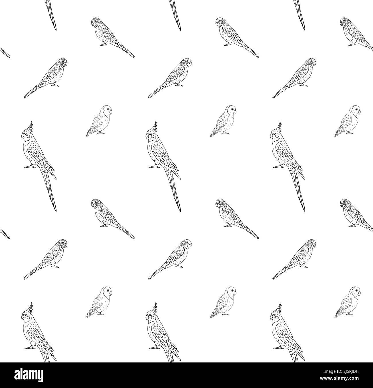 Vector seamless pattern of hand drawn doodle sketch different parrots isolated on white background Stock Vector