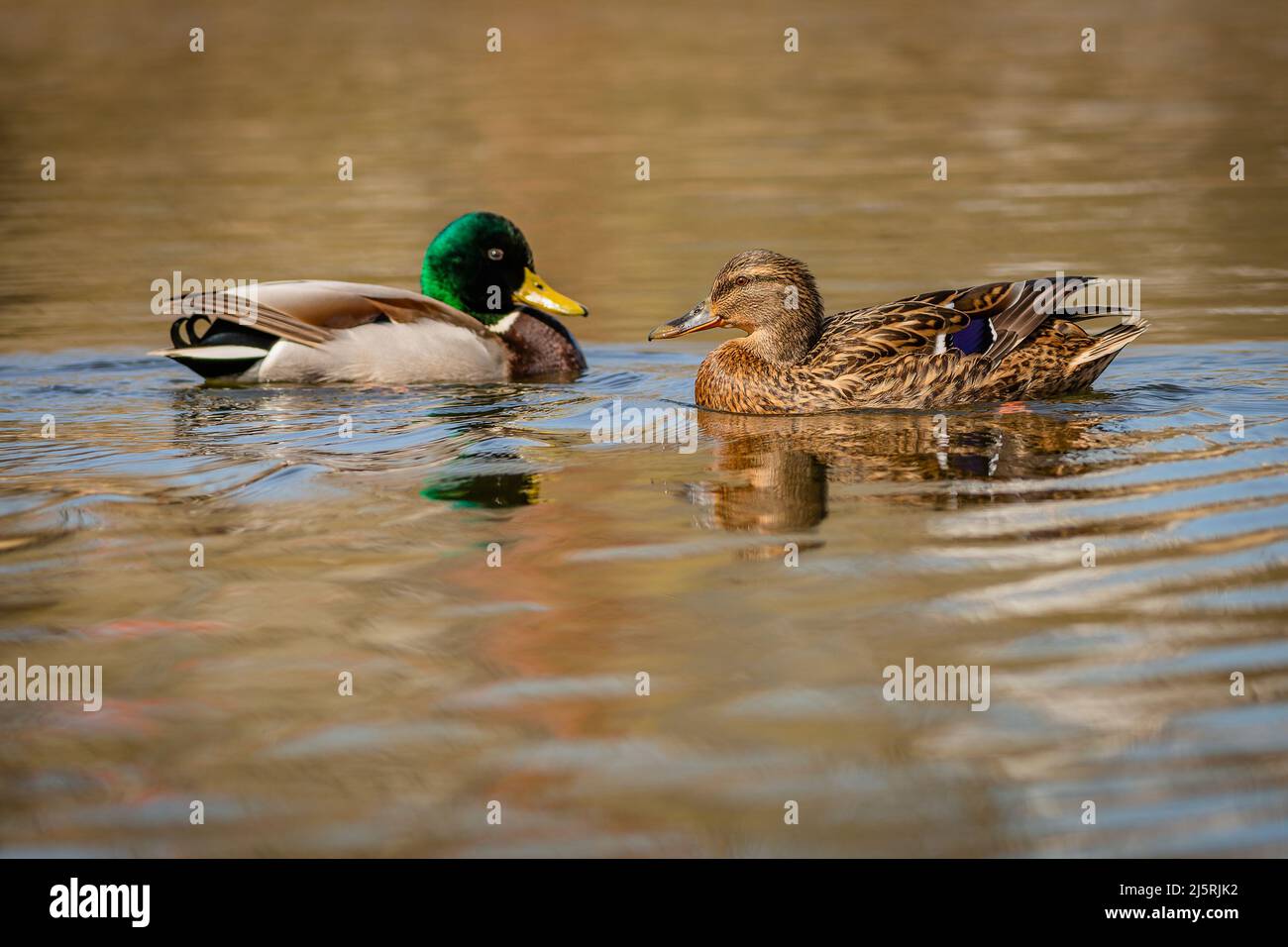 A couple of mallard ducks swimming in a lake face to face on a spring sunny day. Reflection of the birds and blue sky in the water. Stock Photo