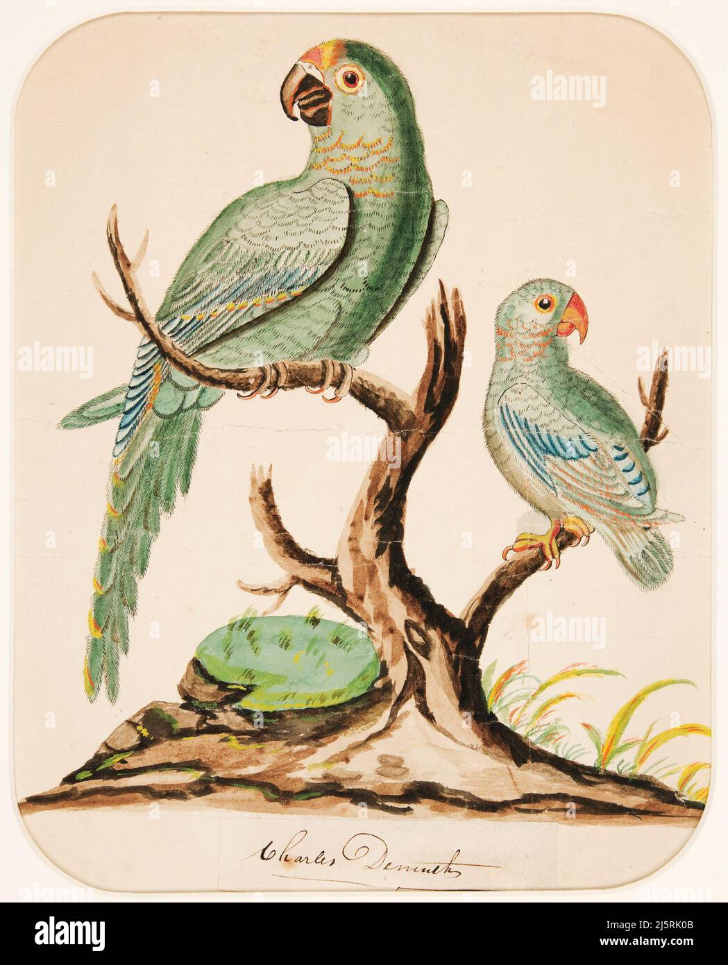 Art by Charles Demuth - Two Parrots on a Barren Tree (ca. 1916) Stock Photo