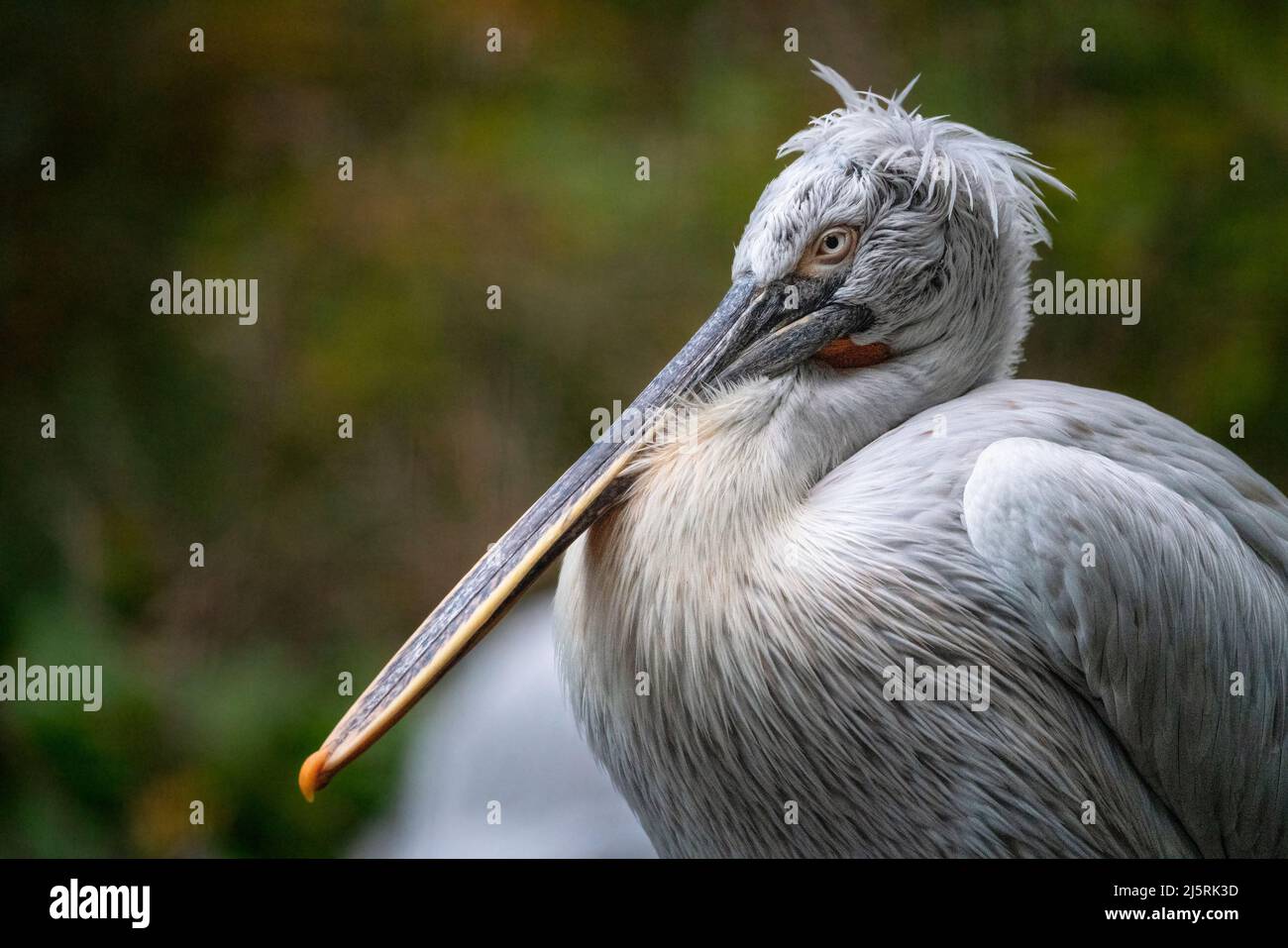 Wildlife scene from European nature. White bird, with long bill in the water. Dalmatian pelican, Pelecanus crispus. Standing on the branch. Stock Photo