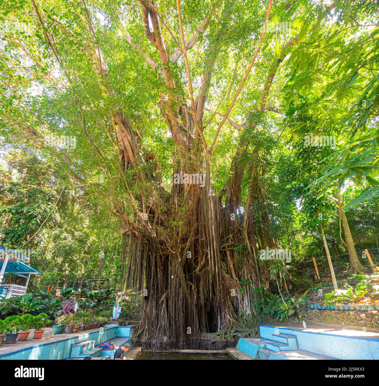 Old Enchanted Balete Tree, Siquijor, Philippines - 15.11.2019 Stock Photo