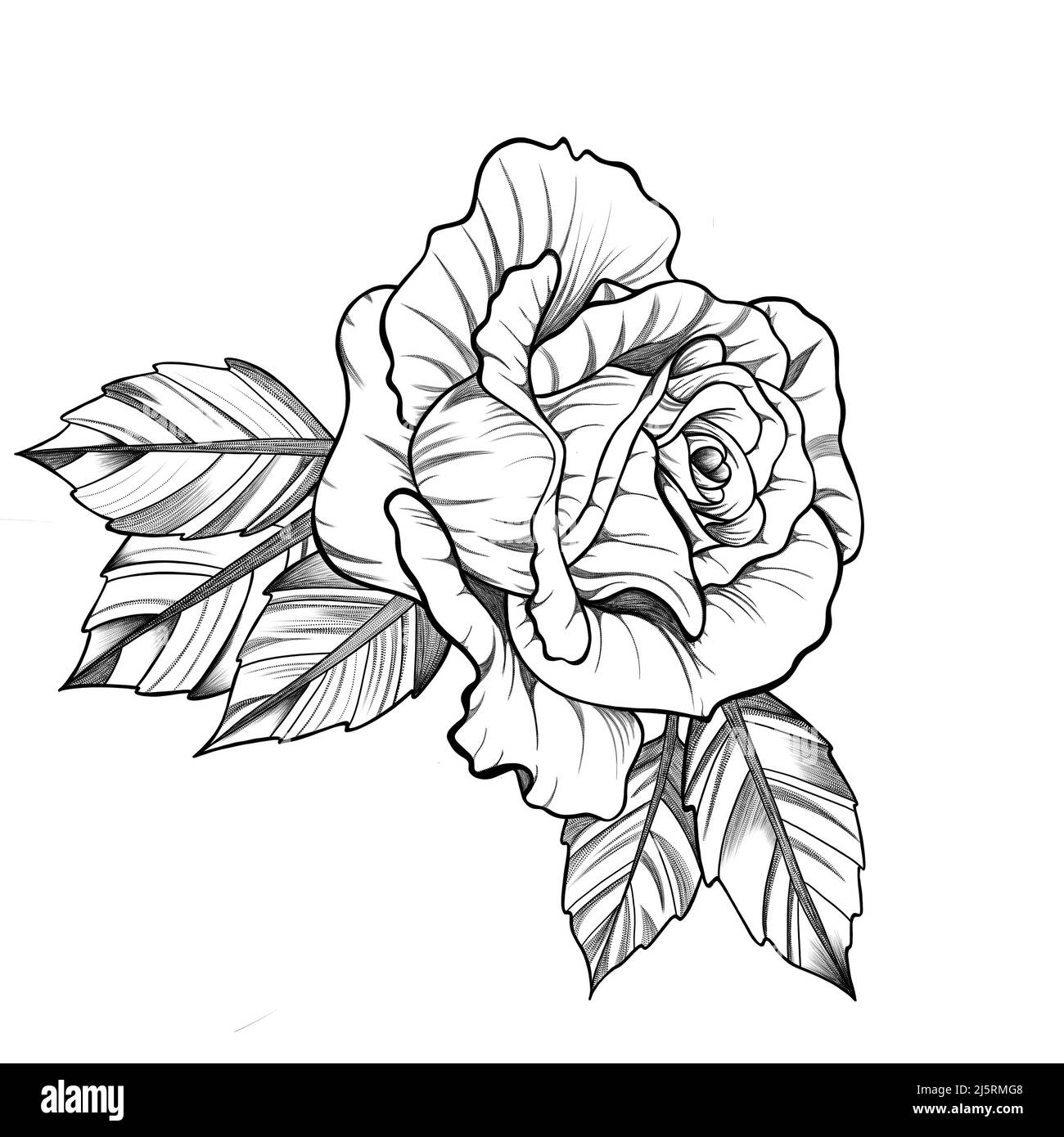 Premium Vector  Black and white vintage outline of blossoming rose with  leaves design for tattoo sticker badge