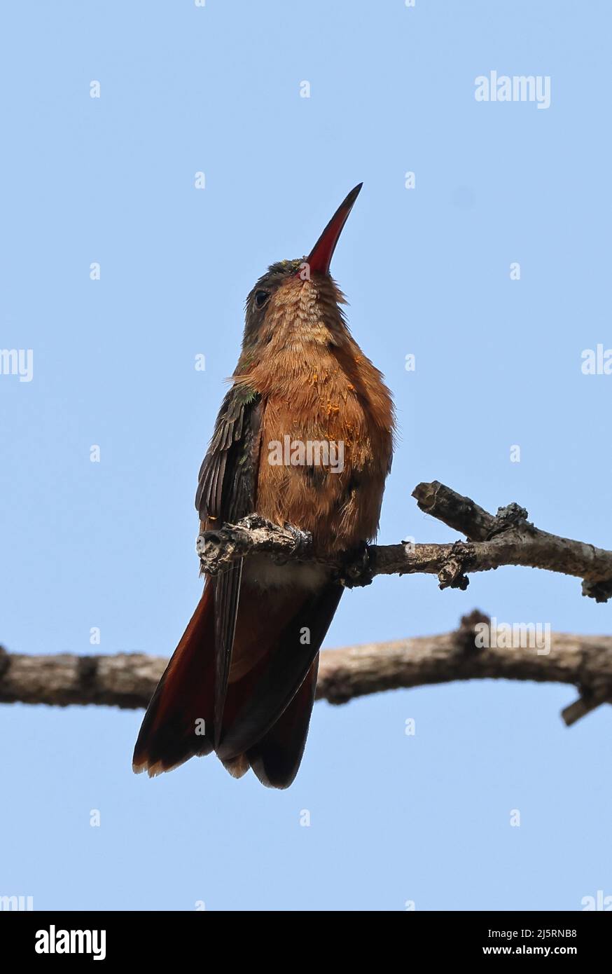 Cinnamon Hummingbird (Amazilia rutila corallirostris) adult perched on dead twig looking up San Jose, Costa Rica             March Stock Photo