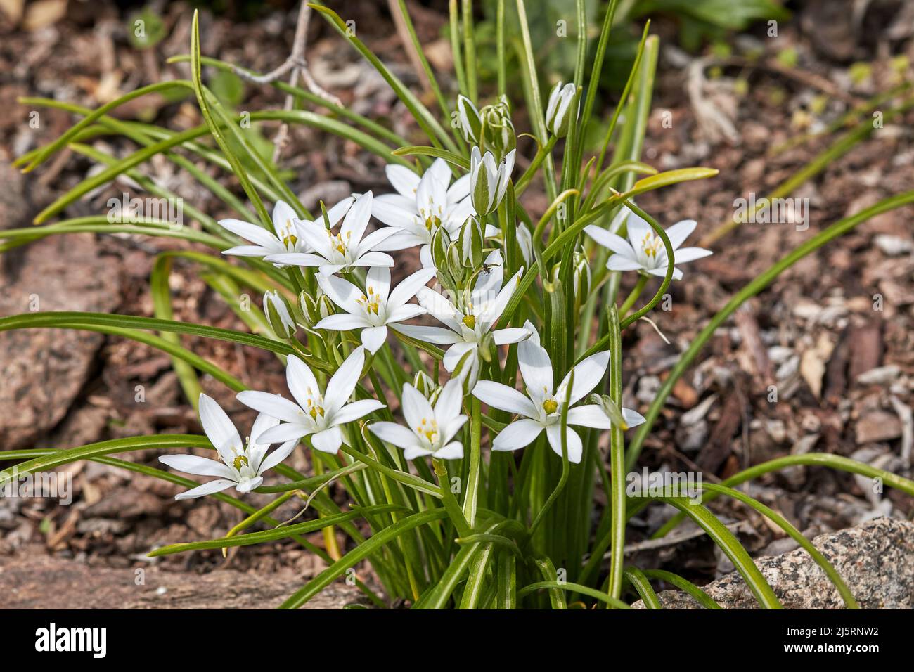 Umbellate Milky Star, Latin Ornithogalum umbellatum, with white star-shaped flowers and grass-like green leaves, also called the Star of Bethlehem Stock Photo