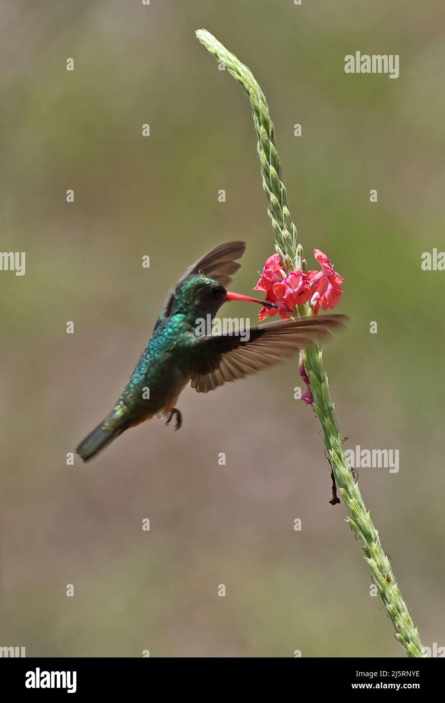 Blue-throated Goldentail (Hylocharis eliciae) adult hovering in flight feeding at flower Osa Peninsula, Costa Rica                March Stock Photo