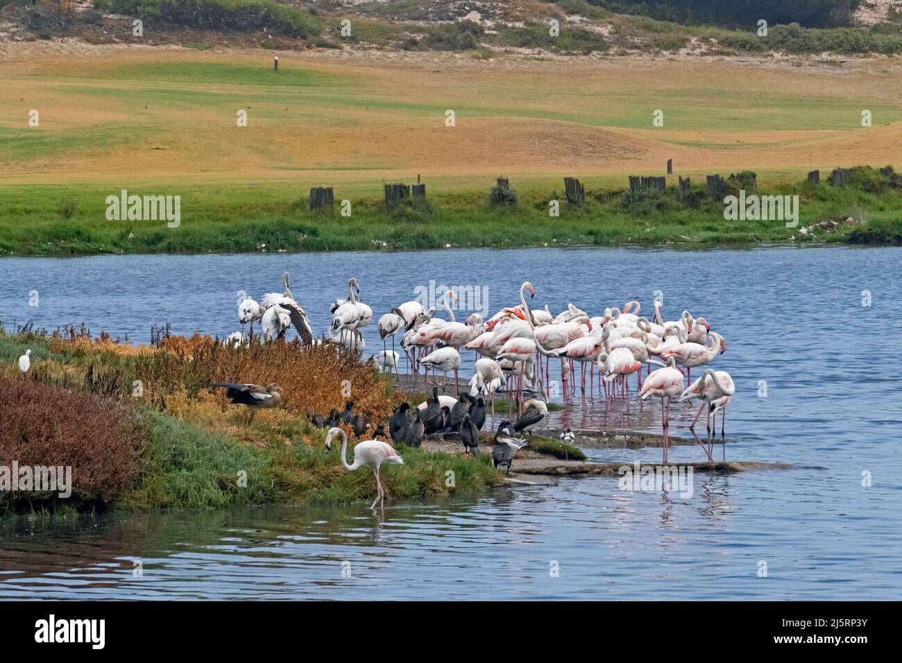 Greater flamingos (Phoenicopterus roseus) at the Milnerton Golf Club on Woodbridge Island near Cape Town / Kaapstad, Western Cape, South Africa Stock Photo
