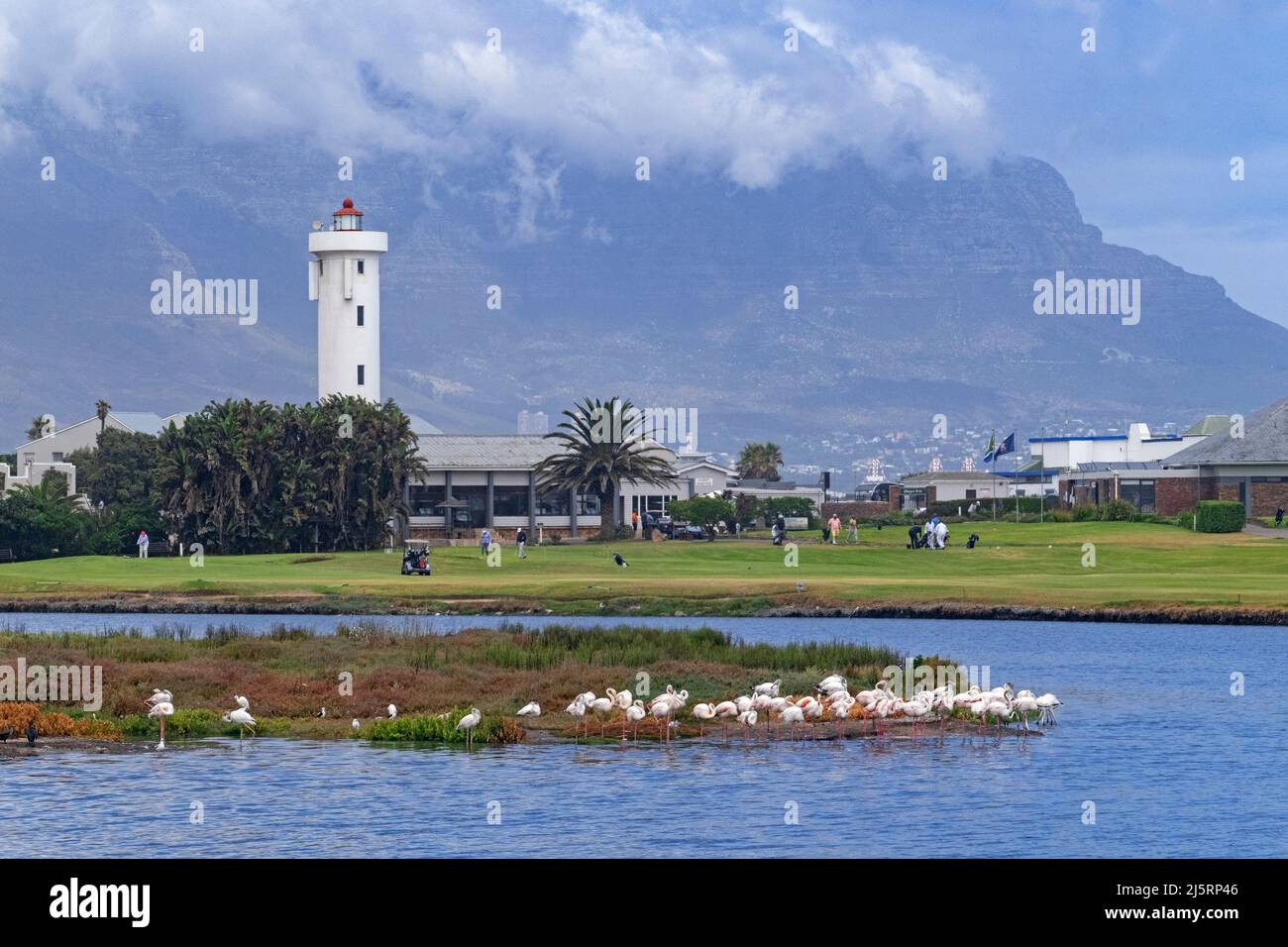 Milnerton Lighthouse on Table Bay and greater flamingos at the Golf Club on Woodbridge Island near Cape Town / Kaapstad, Western Cape, South Africa Stock Photo