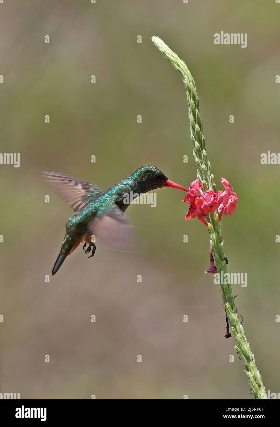 Blue-throated Goldentail (Hylocharis eliciae) adult hovering in flight feeding at flower Osa Peninsula, Costa Rica                March Stock Photo