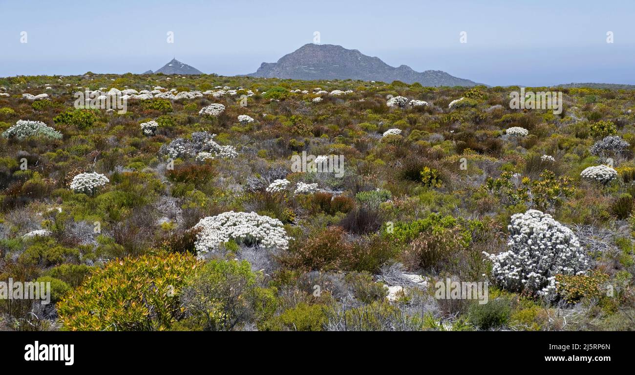 Fynbos vegetation and flowers at the Cape of Good Hope section of Table Mountain National Park, Western Cape Province, South Africa Stock Photo