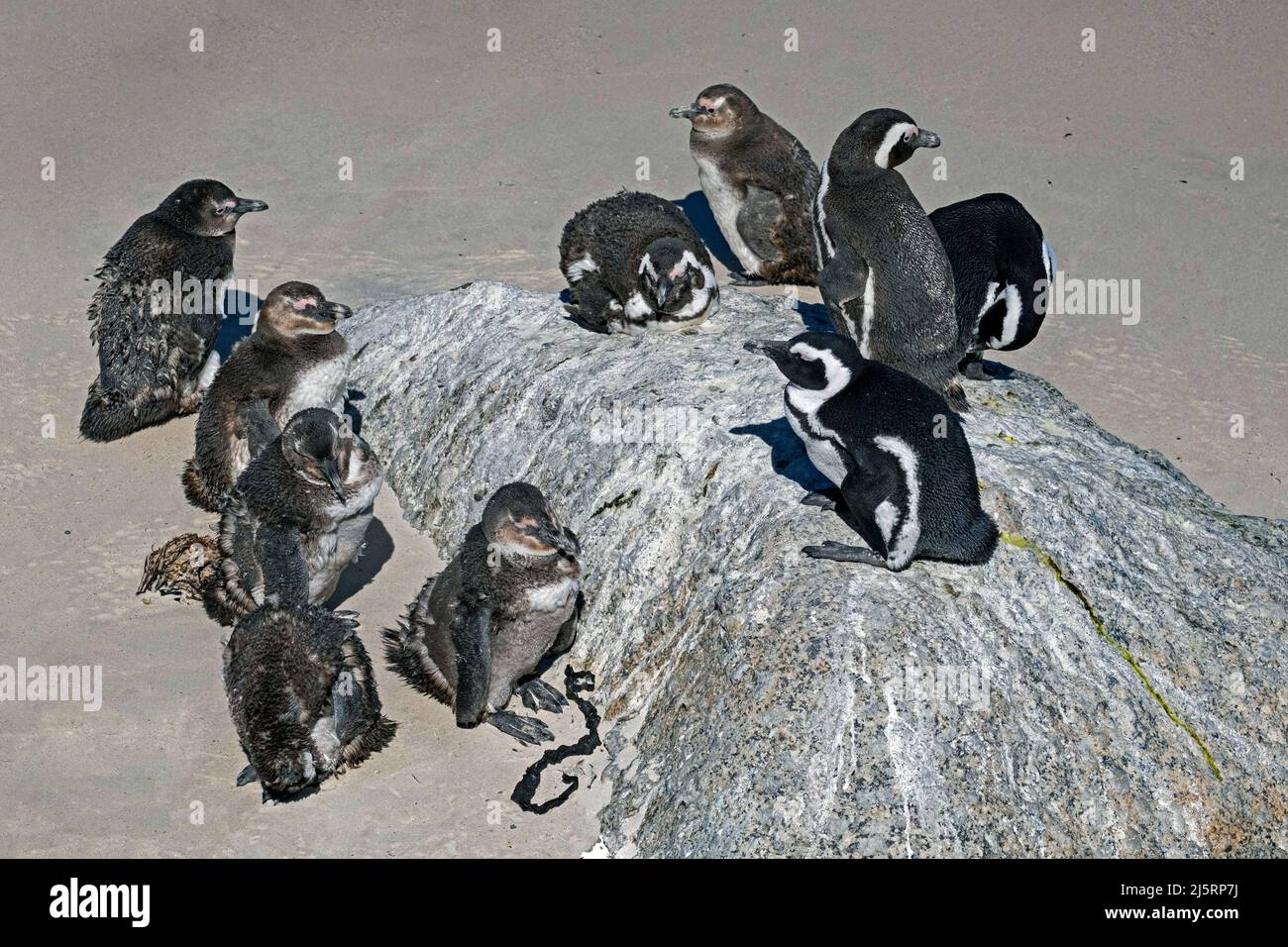 Cape penguins / South African penguin (Spheniscus demersus), adults and moulting juveniles at Boulders Beach, Simon's Town, Western Cape, South Africa Stock Photo