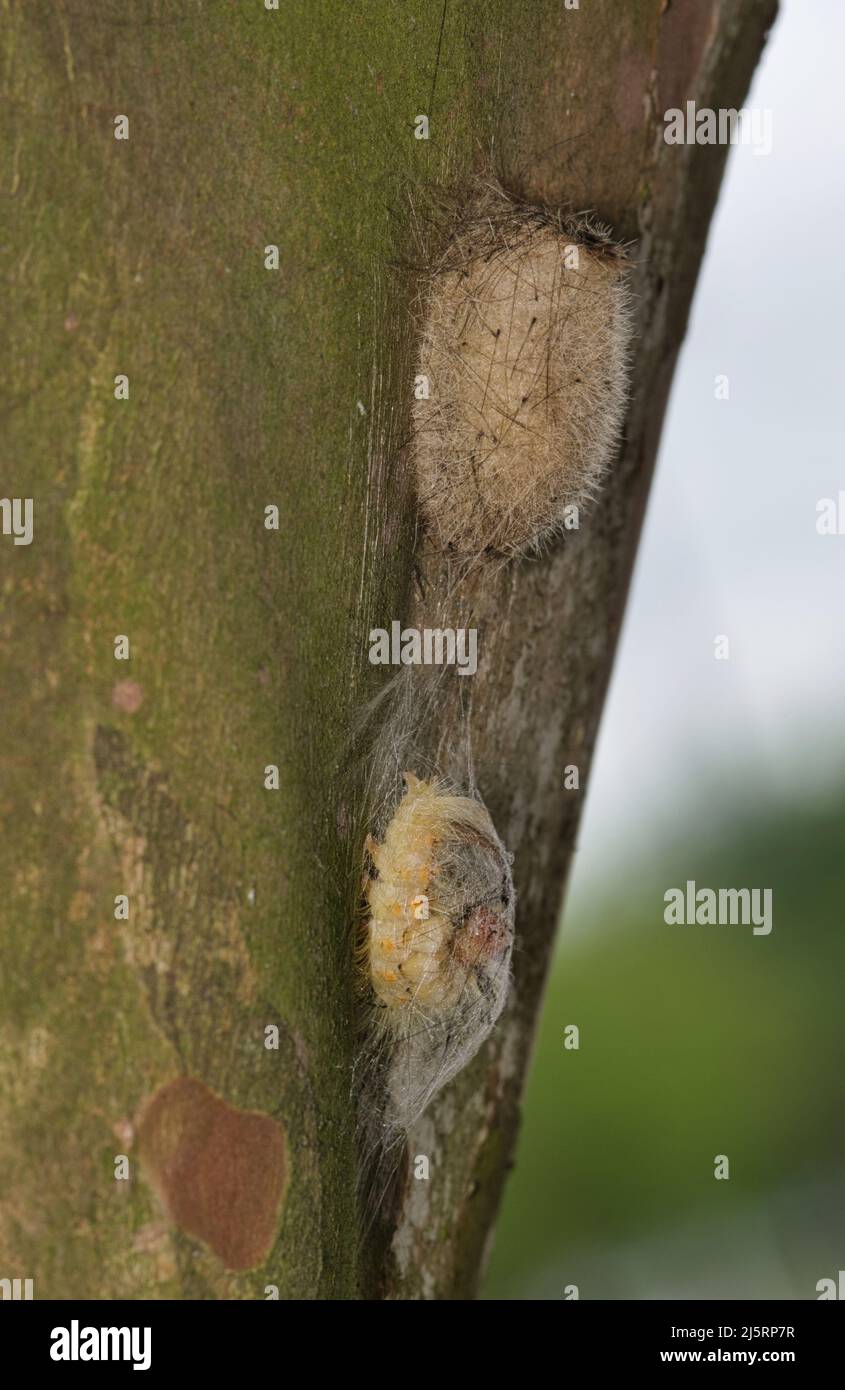 Live Oak Tussock caterpillar Orgyia detrita spinning a cocoon on