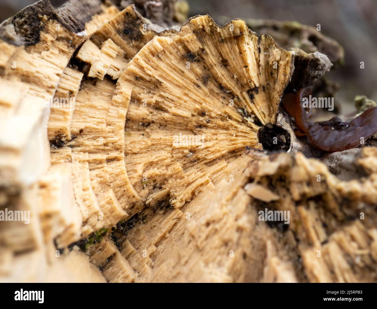 A decaying tree branch showing the growth rings, Ambleside, Lake ...