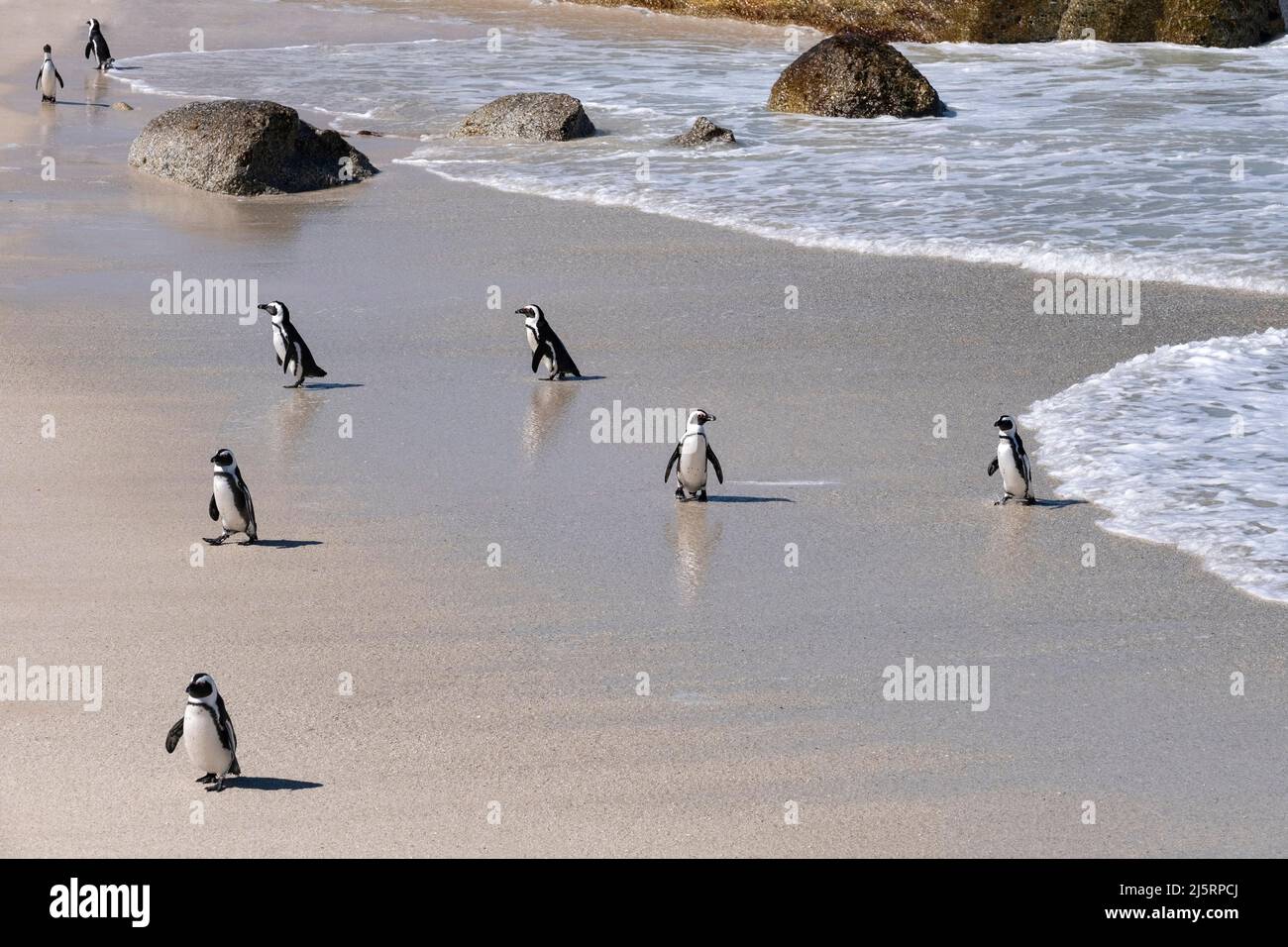 Cape penguins / South African penguin (Spheniscus demersus) colony at Boulders Beach, Simon's Town, Western Cape, South Africa Stock Photo