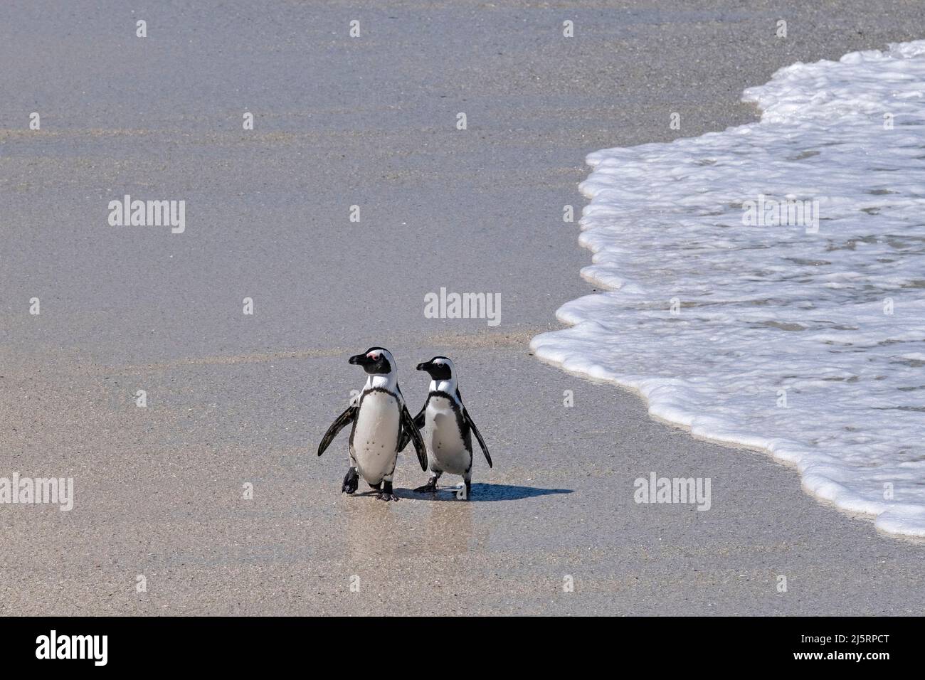 Two Cape penguins / South African penguin (Spheniscus demersus) at Boulders Beach, Simon's Town, Western Cape, South Africa Stock Photo