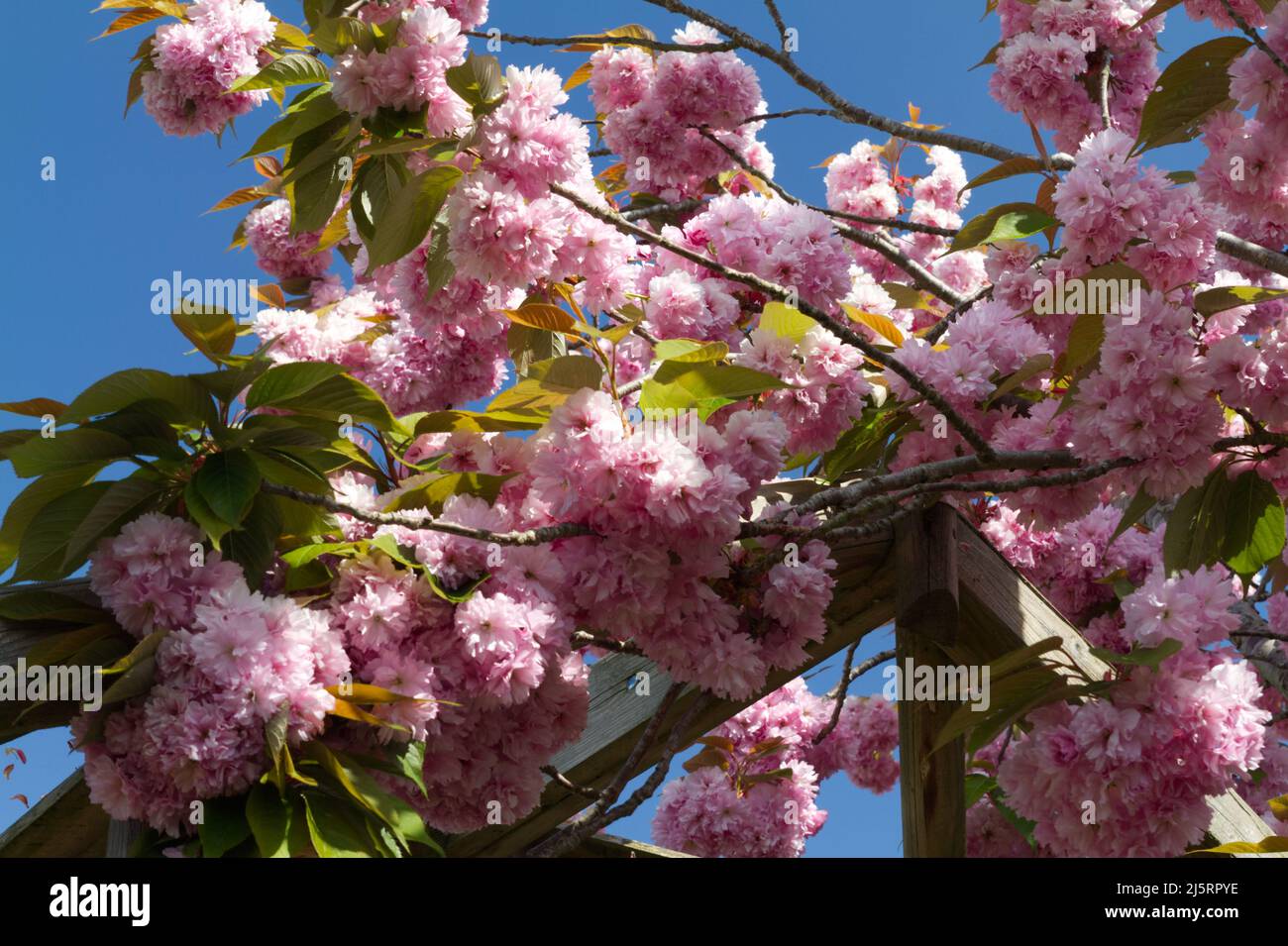 Pink blossom of a flowering cherry tree growing over wooden framework