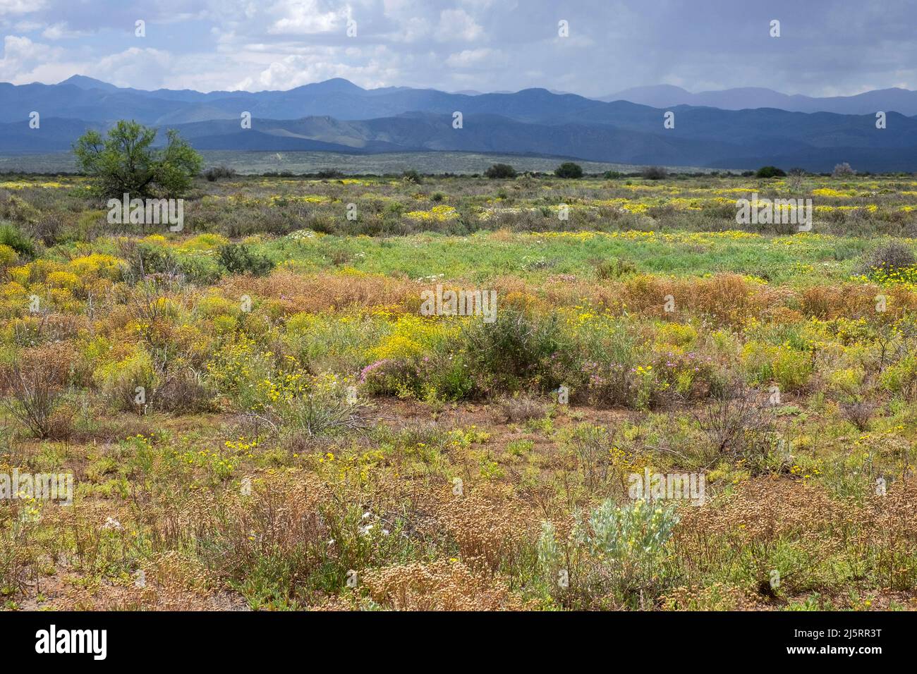 Typical Karoo vegetation along the scenic Route 62 / R62, historical road from Robertson to Oudtshoorn, Western Cape Province, South Africa Stock Photo