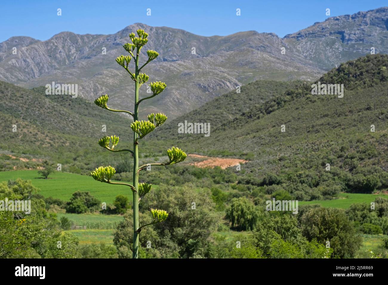 Century plant (Agave americana), invasive succulent at the Swartberg Pass running over Swartberg mountain range, Western Cape Province, South Africa Stock Photo