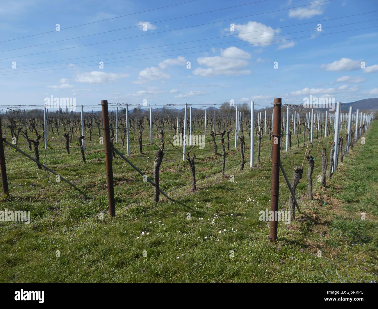 The lines of vine yards in springtime Stock Photo
