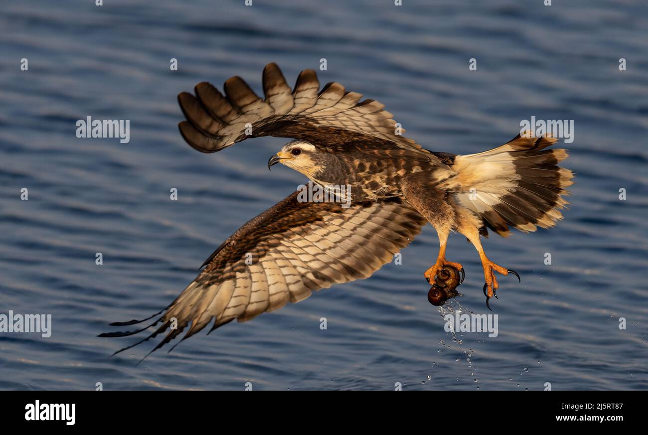 Snail Kite in Everglades National Park Florida Stock Photo Alamy