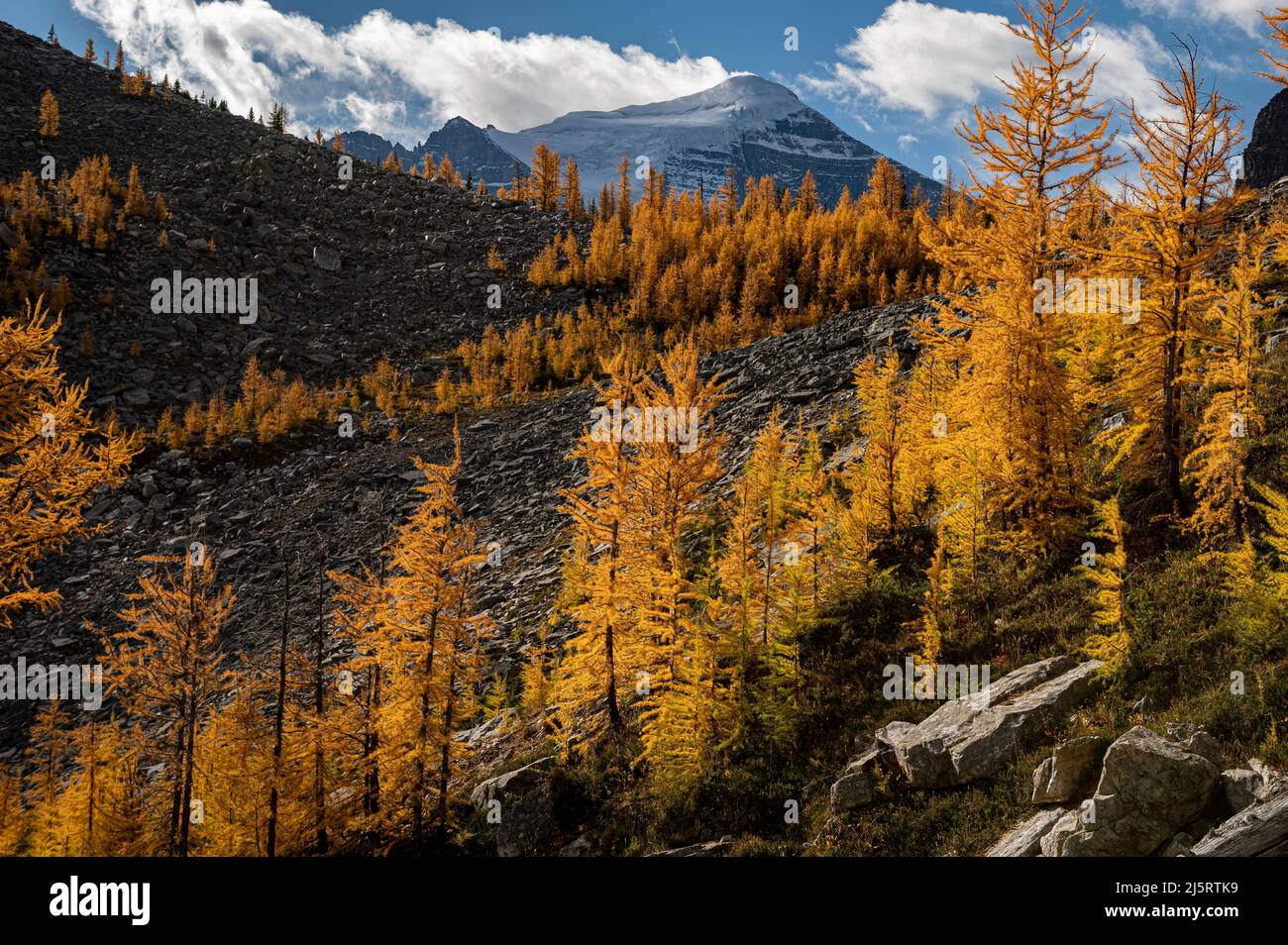 Larch trees (Larix decidua) with Mount Temple and Temple glacier behind, Saddle Mountain Trail, Banff National Park, Alberta, Canada, Stock Photo