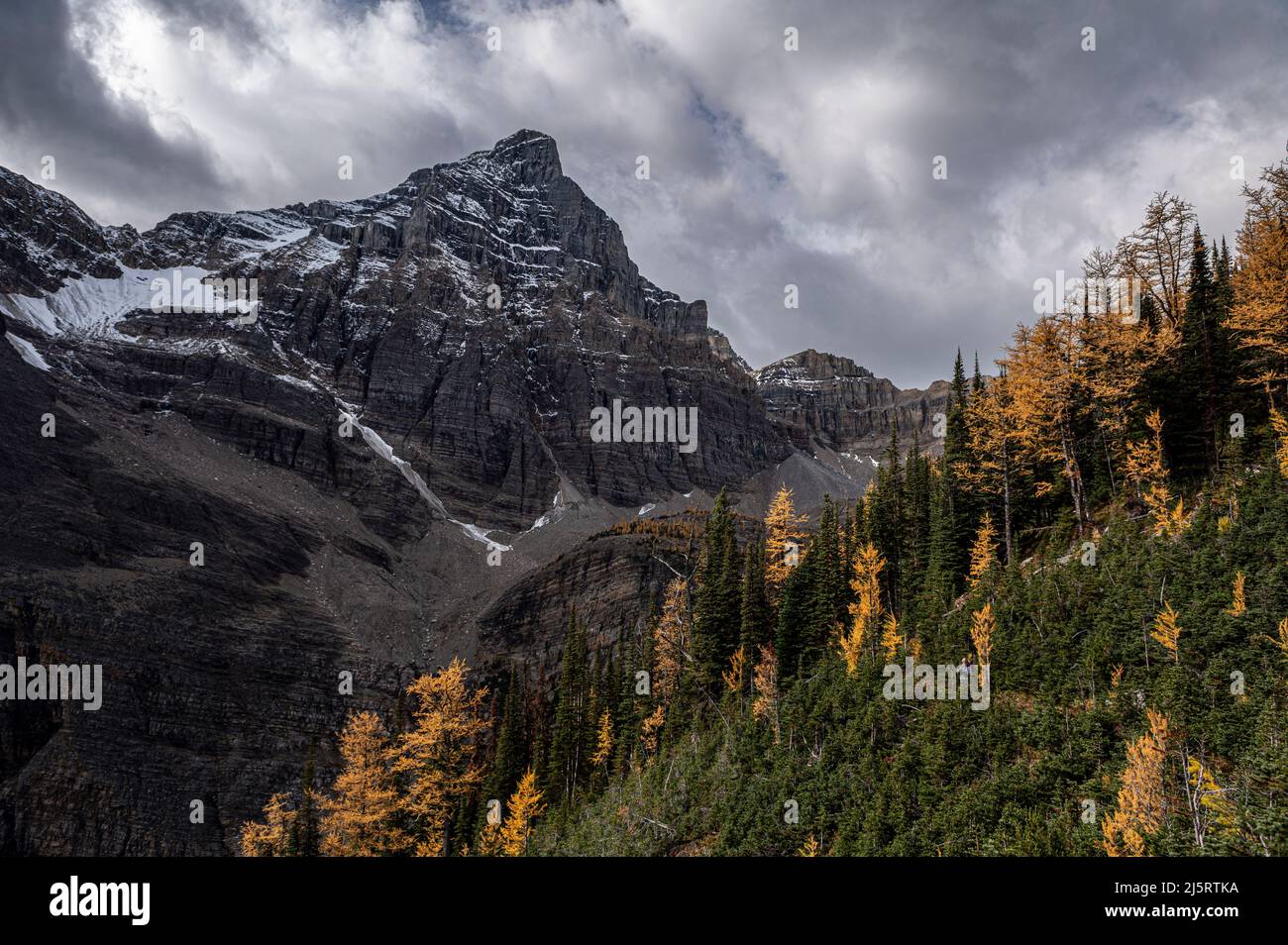 Larch trees (Larix decidua) with Haddo Peak behind, Saddle Mountain Trail, Banff National Park, Alberta, Canada, Stock Photo