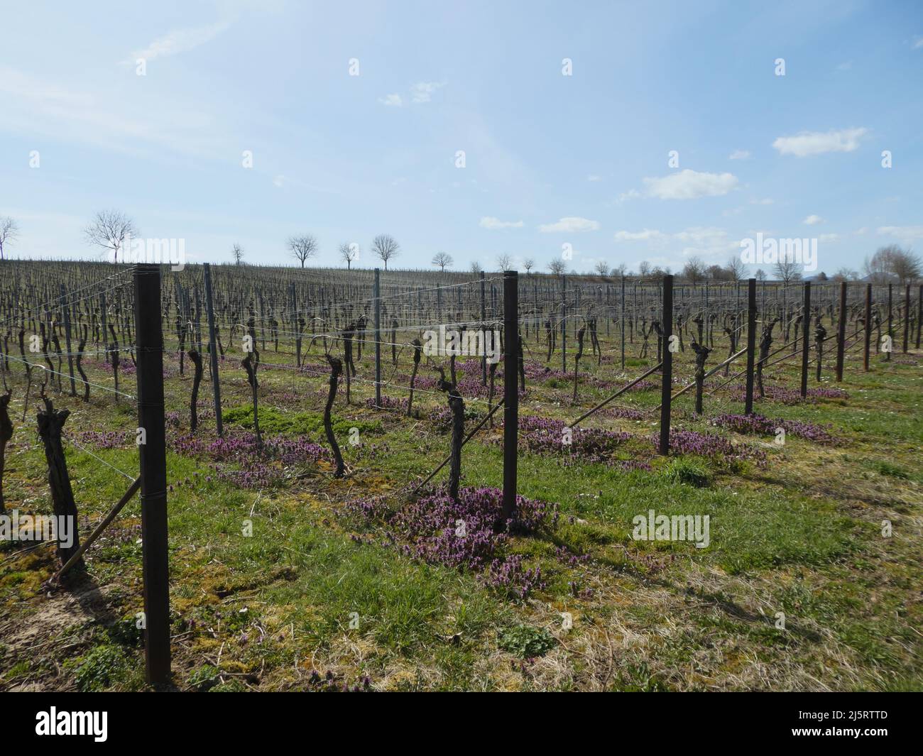 The lines of vine yards in springtime Stock Photo