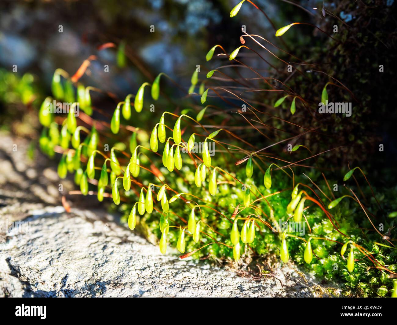 Spore cases on clumps of moss on a wall in Ambleside, Lake District, UK. Stock Photo