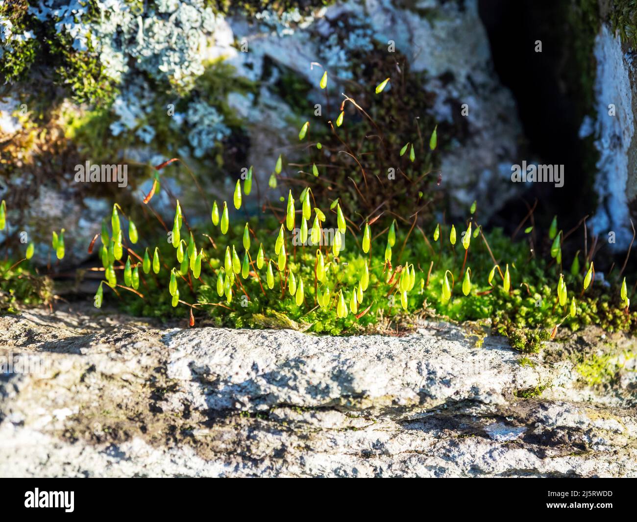 Spore cases on clumps of moss on a wall in Ambleside, Lake District, UK. Stock Photo