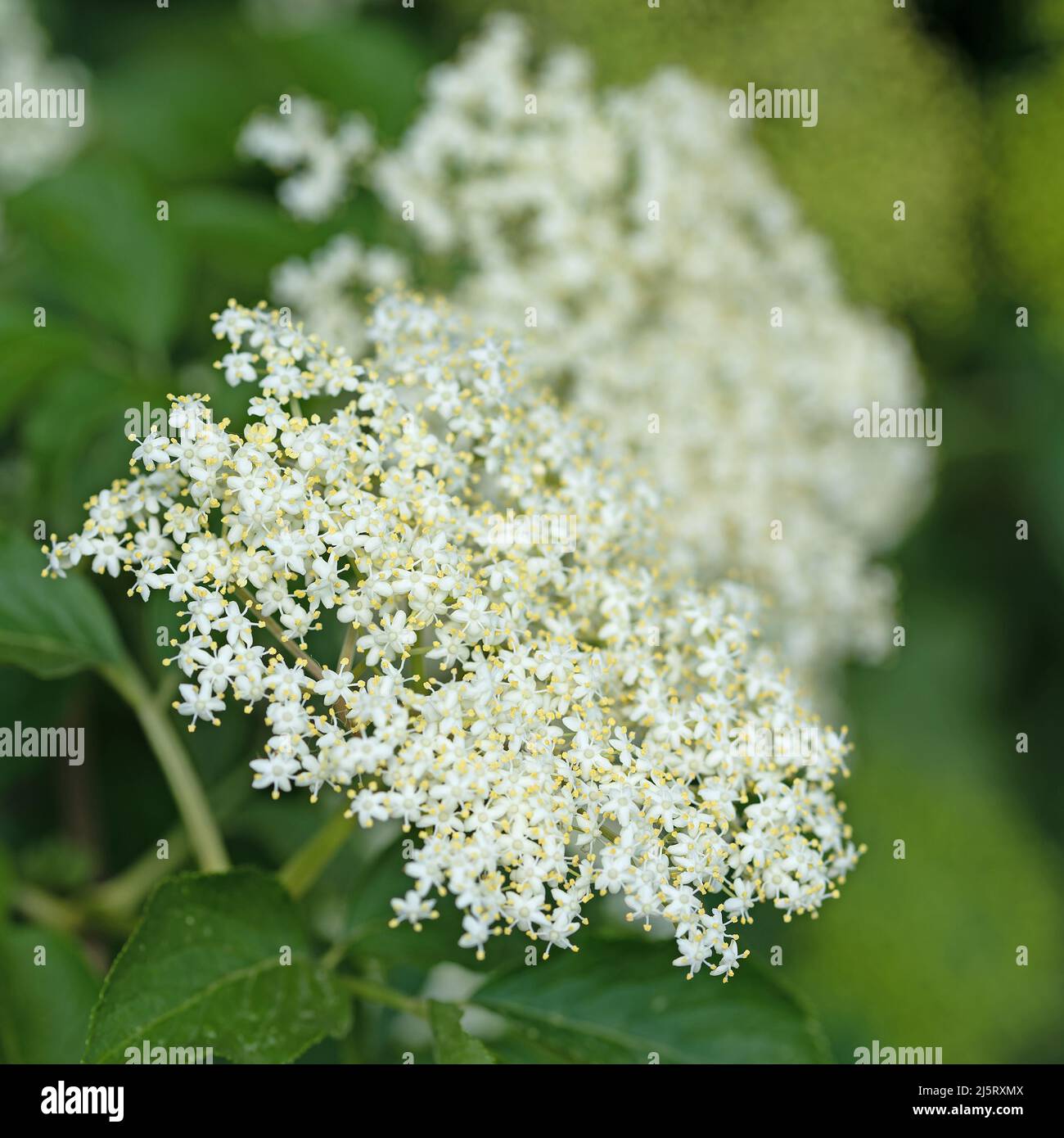 Flowering elderberry in early summer Stock Photo Alamy