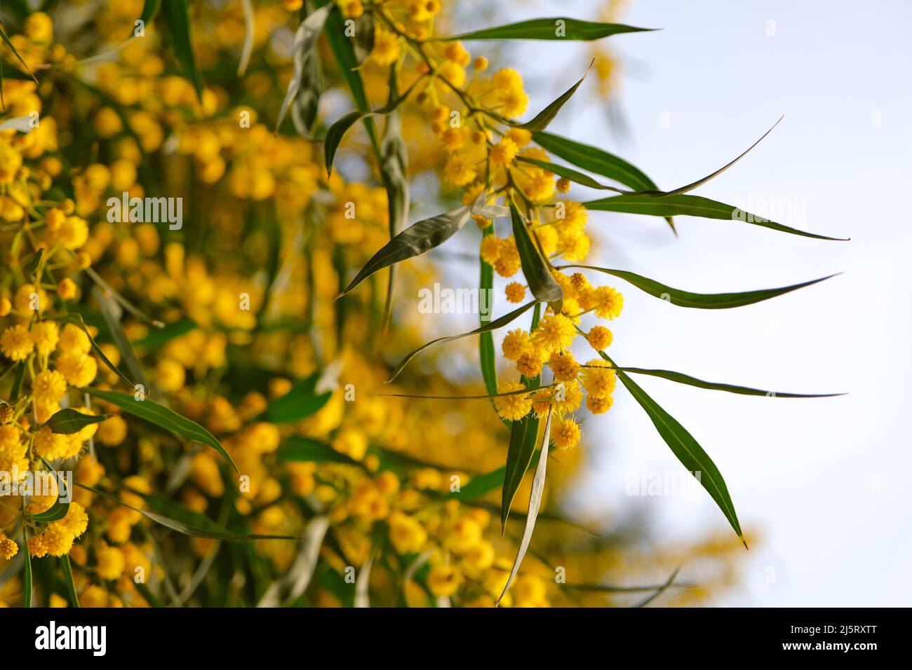 Beautiful yellow spring blossom of Acacia saligna. Stock Photo
