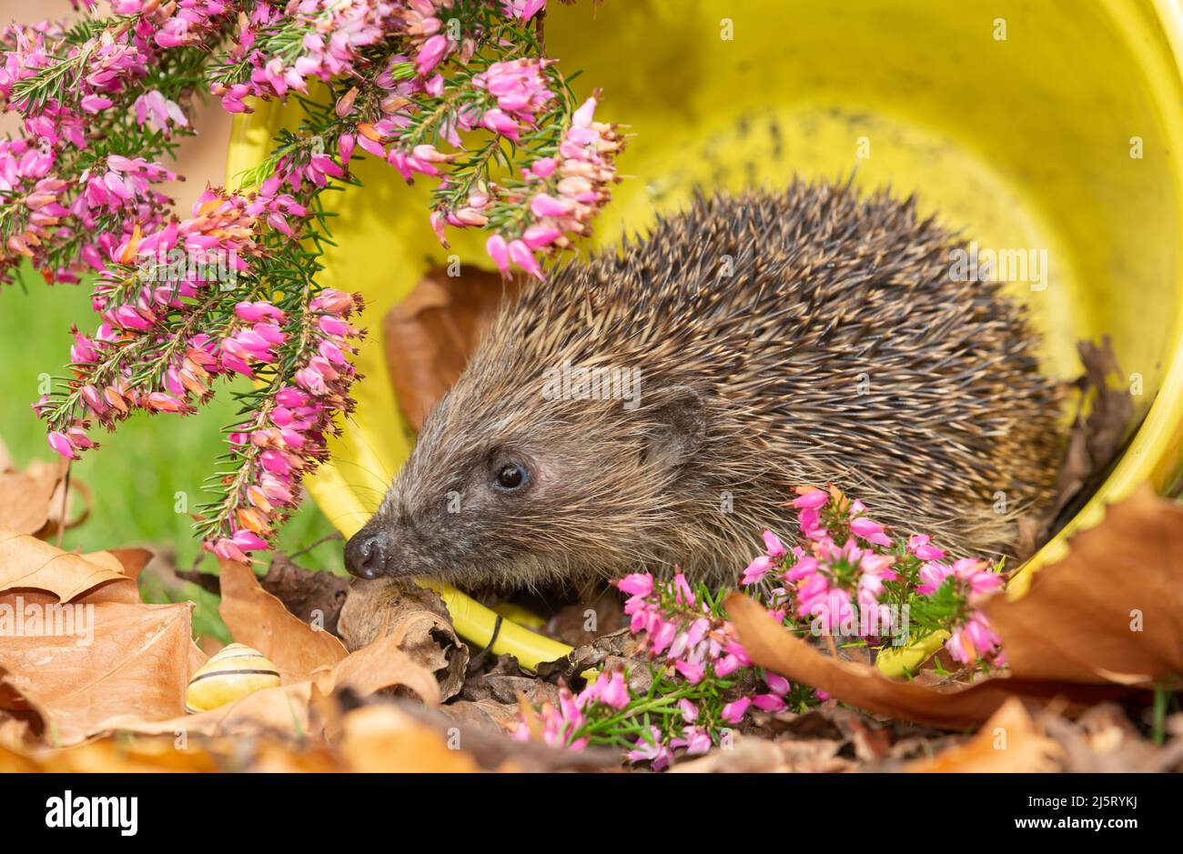 Hedgehog.  Close up of a wild, native, European hedgehog inside a yellow plant pot with colourful pink heather.  Scientific name: Erinaceus Europaeus. Stock Photo