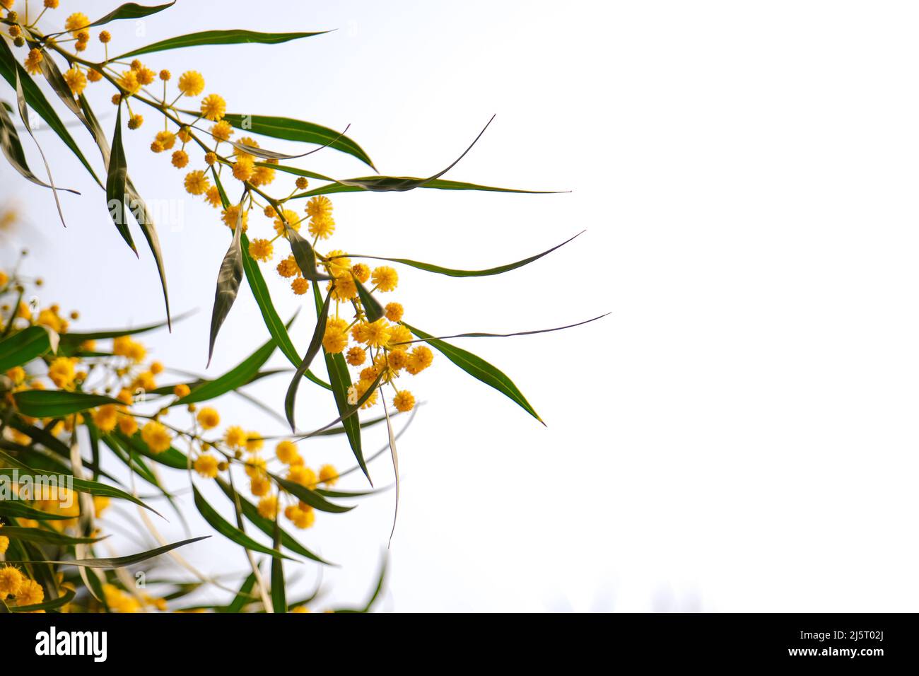 Beautiful yellow spring blossom of Acacia saligna. Stock Photo