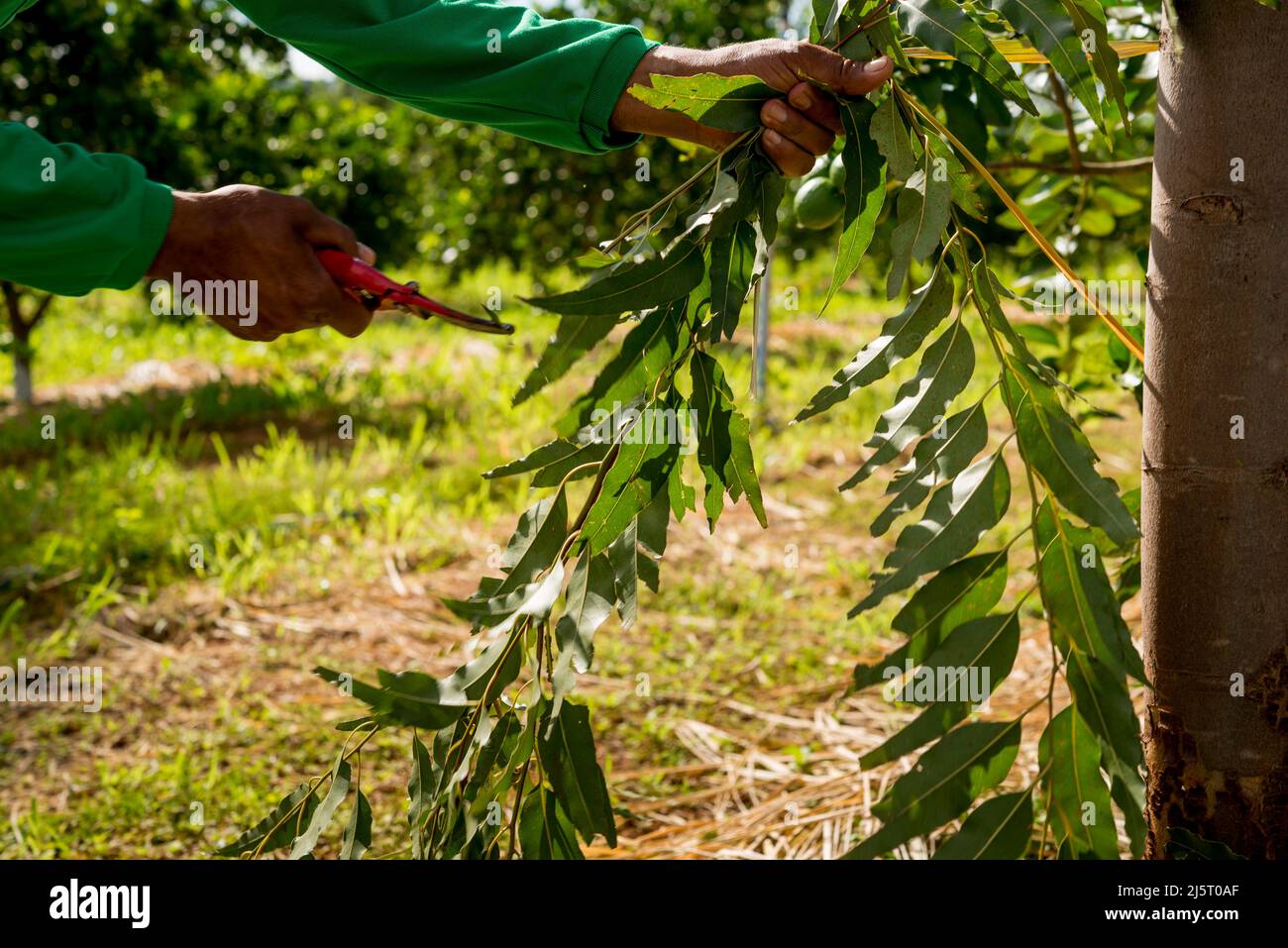 agroforestry system, hands of man pruning eucalyptus Stock Photo