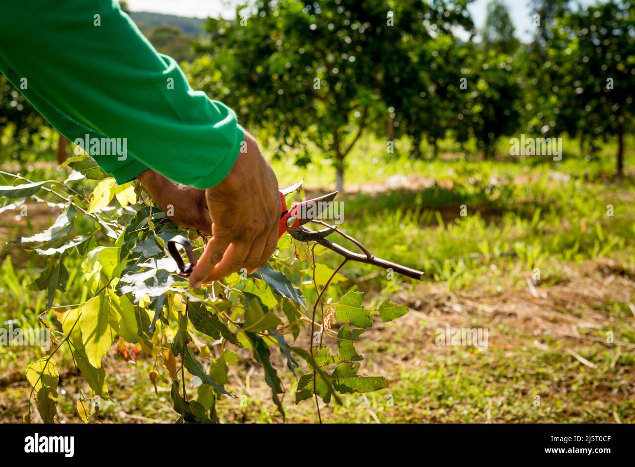 Coffee tree pruning hi-res stock photography and images - Alamy