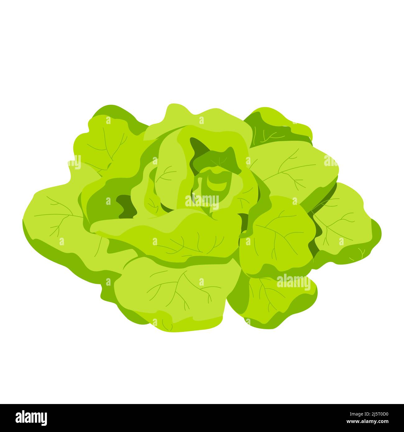 Fresh green Romaine Lettuce, Lactuca sativa, isolated on the white. Fresh juicy raw cabbage. Healthy diet food, vegetarian, spring vegetables Stock Vector