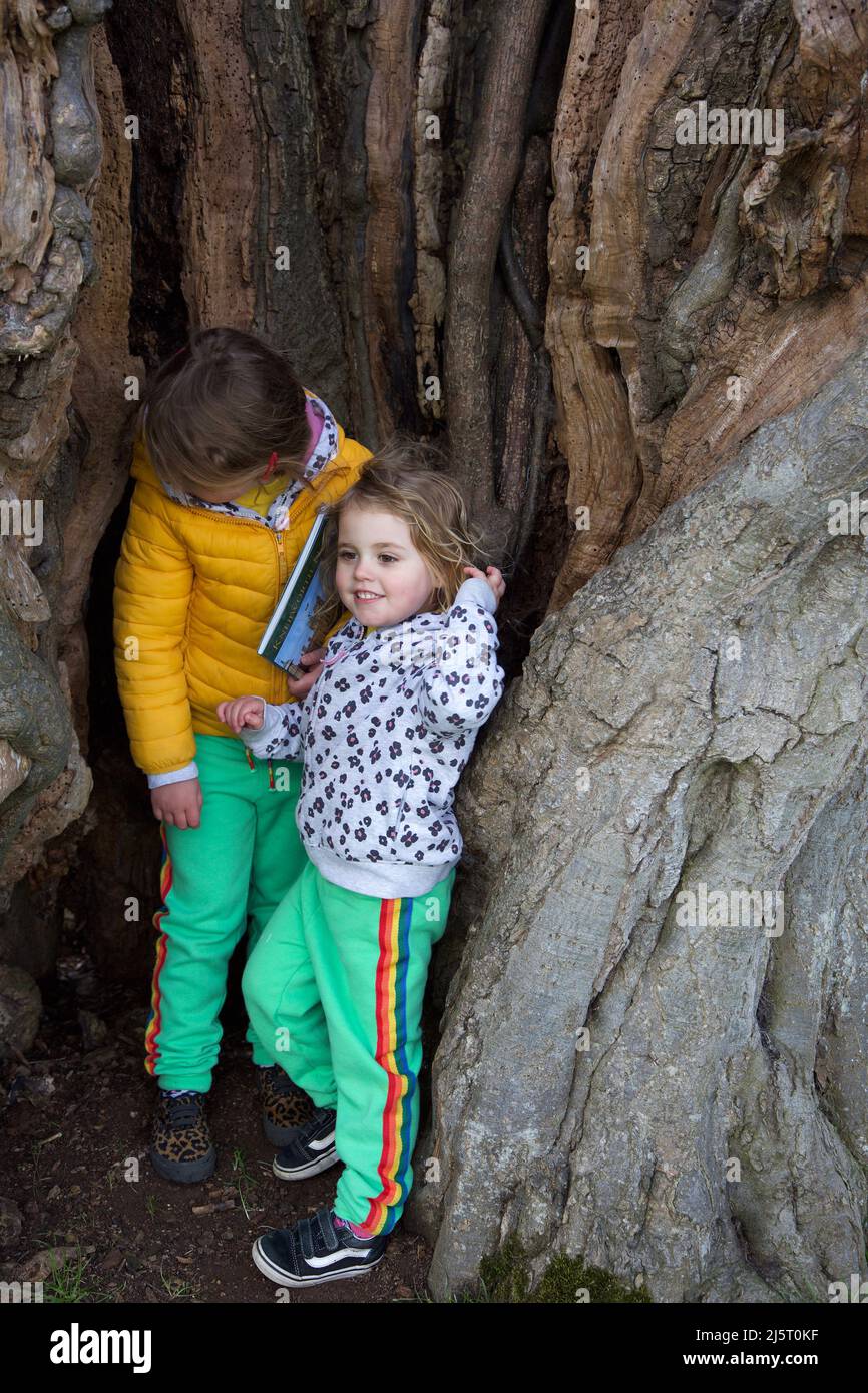 @ girls playing inside an old hollow oak tree, Knebworth Park, UK Stock Photo
