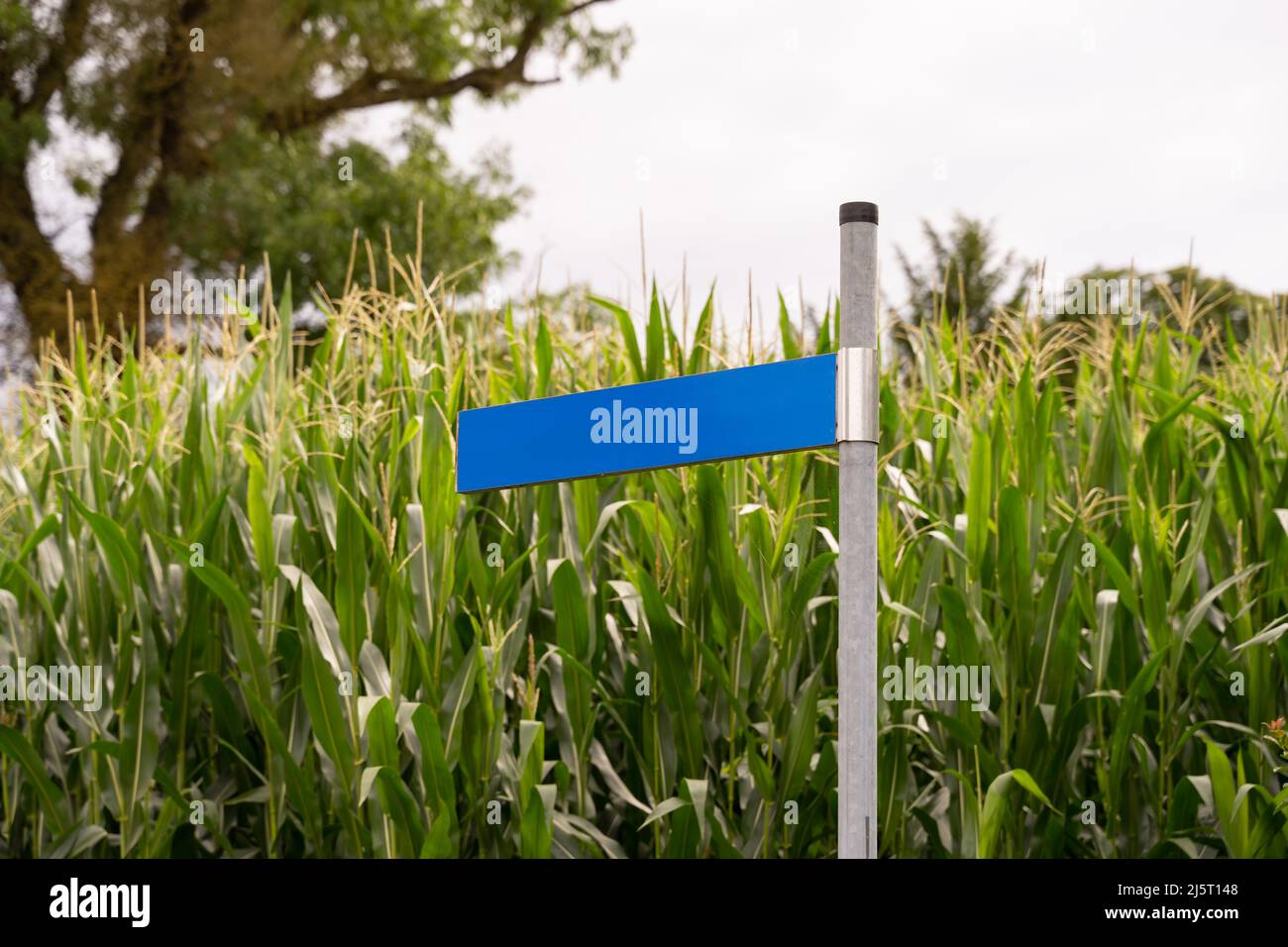 Empty blue road sign. Blank street plate in front of green plants. This is a metal sheet where the name of the road is printed on. Used as guide. Stock Photo