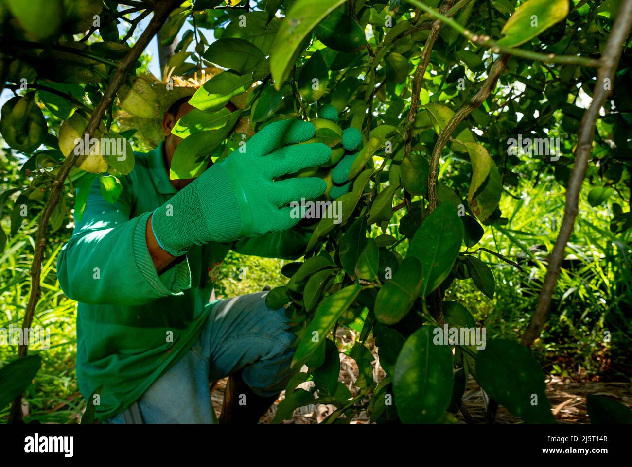 agroforestry system, hands picking limes on a plantation Stock Photo