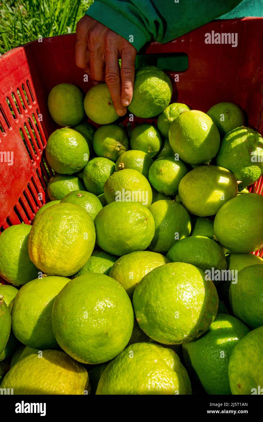 agroforestry system, limes harvested in box Stock Photo Alamy