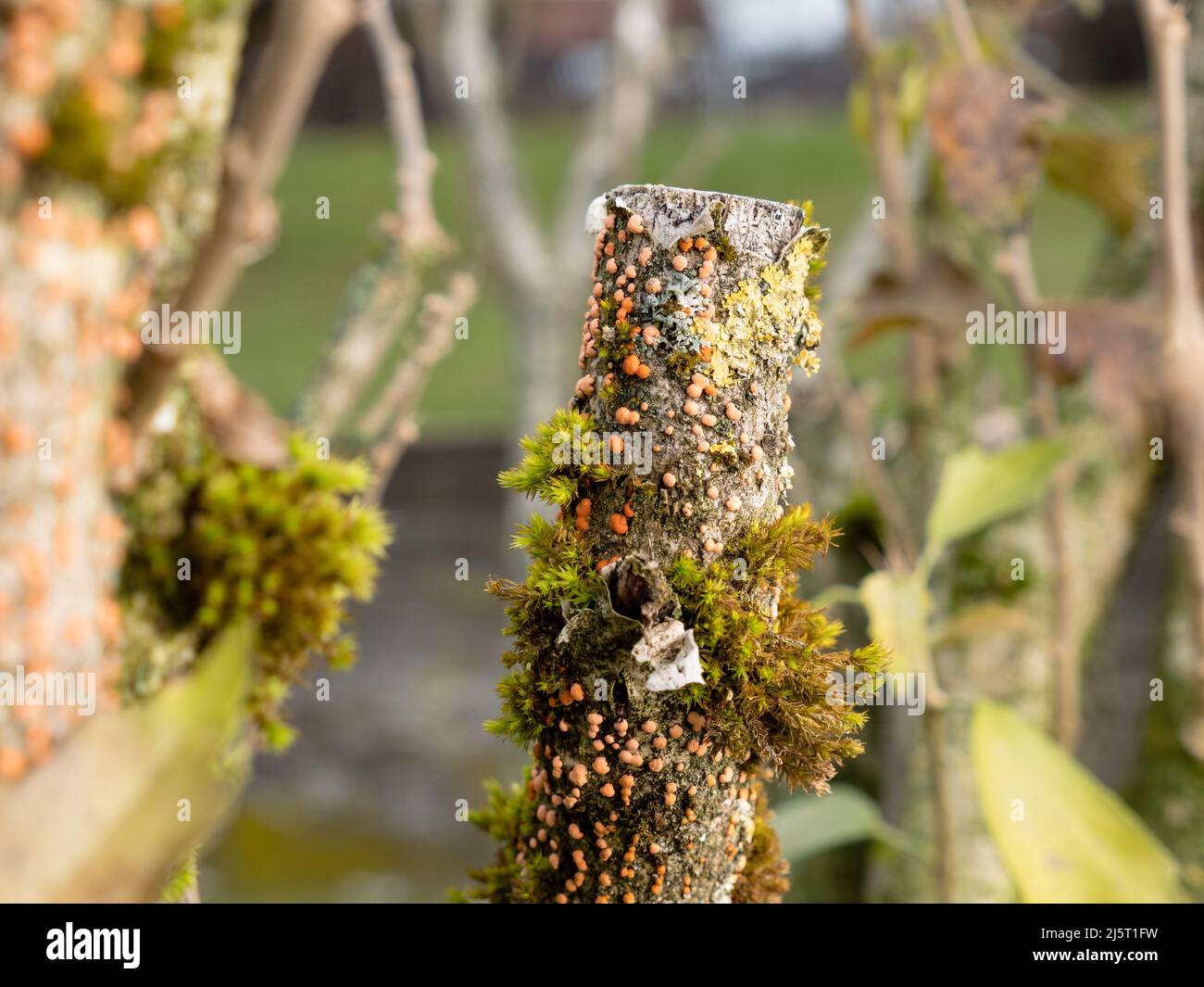 nectria canker with pink and orange blobs on twigs, stems, trunks and wilting on branches - Nectria cinnabarina, Stock Photo
