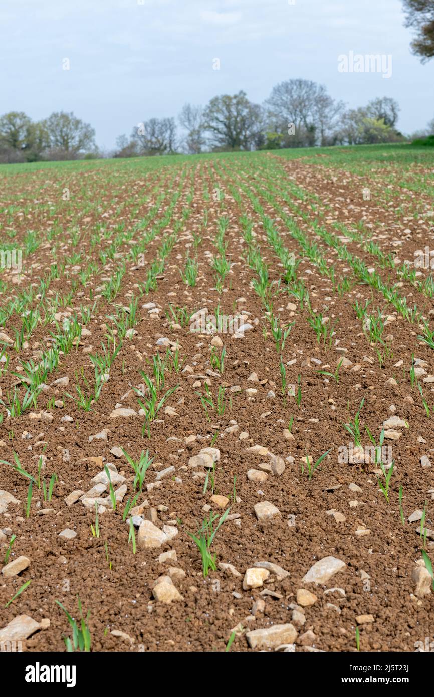 Spring barley at post emergence (hordeum vulgare) growing in a field