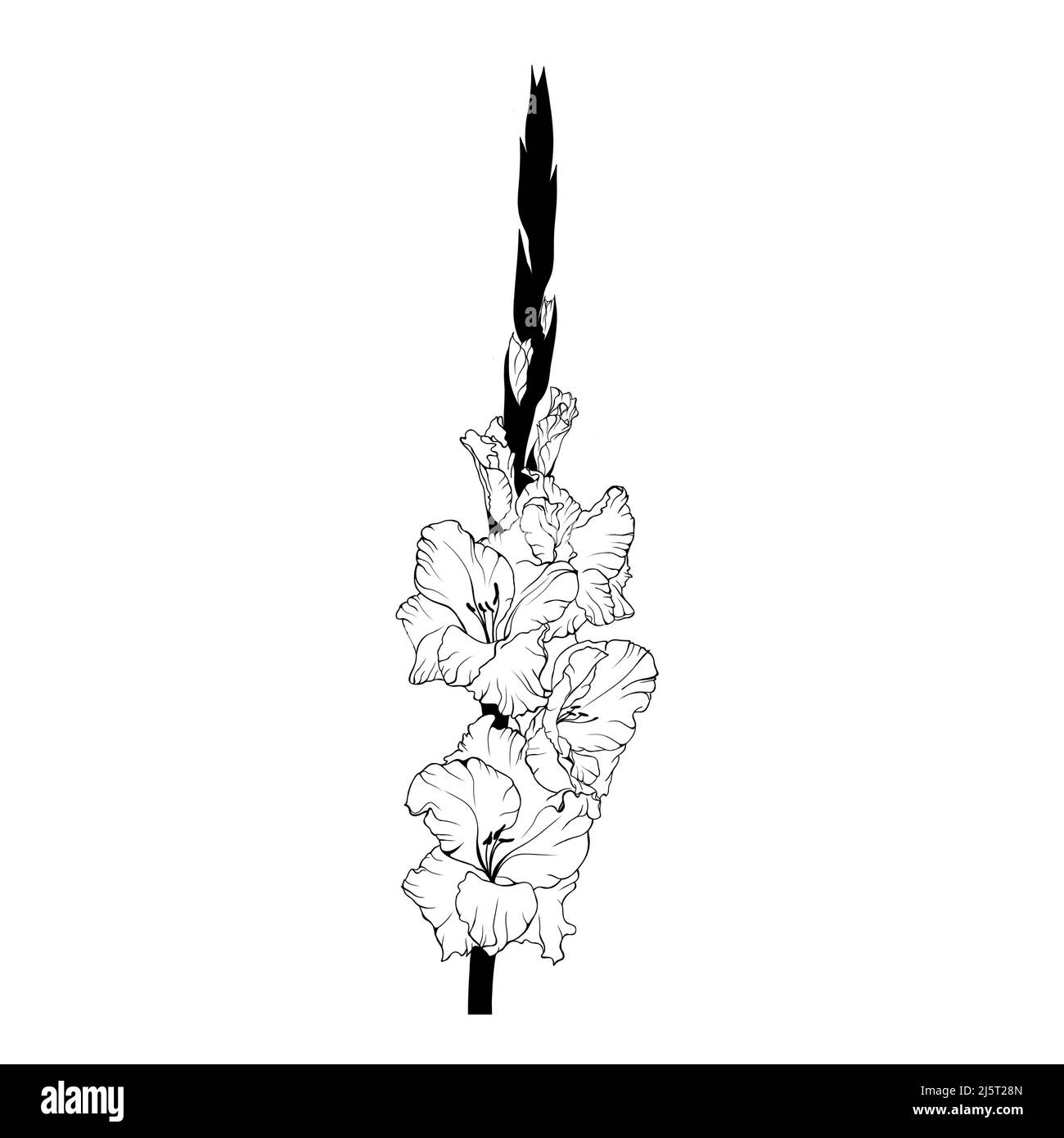 Gladiolus tattoo hi-res stock photography and images - Alamy Gladiolus tattoo hi-res stock photography and images - Alamy