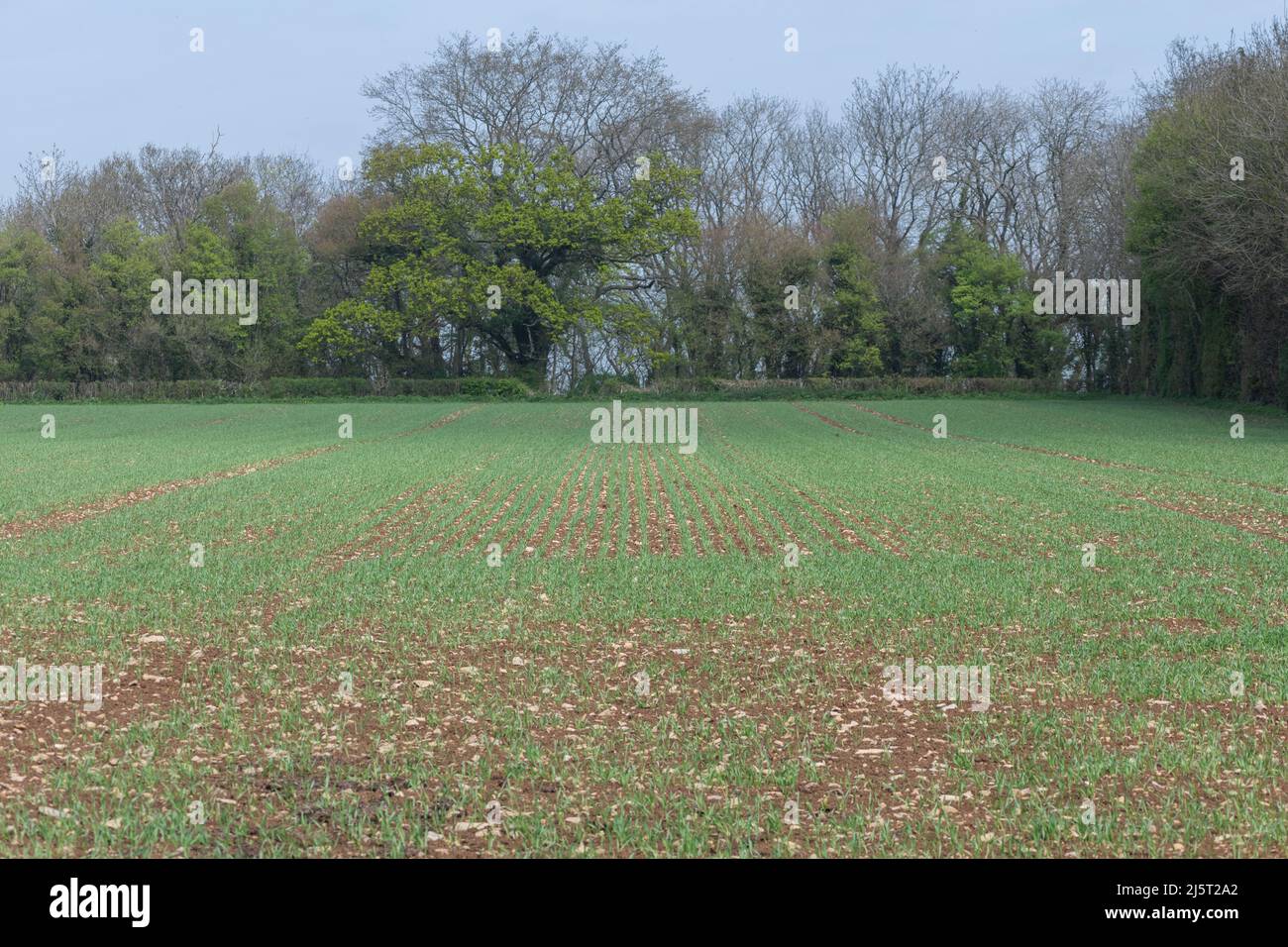 Spring barley at post emergence (hordeum vulgare) growing in a field