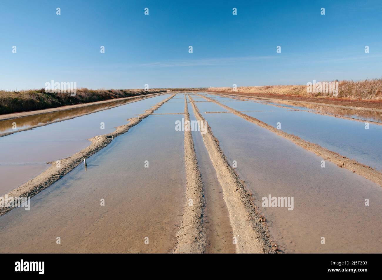 Salt marsh, Loix-en-Re, Ile de Re, Charente-Maritime (17), Nouvelle Aquitaine region, France Stock Photo