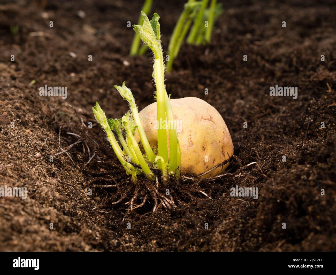 fresh sprouted potato plant after greensprouting in soil raised