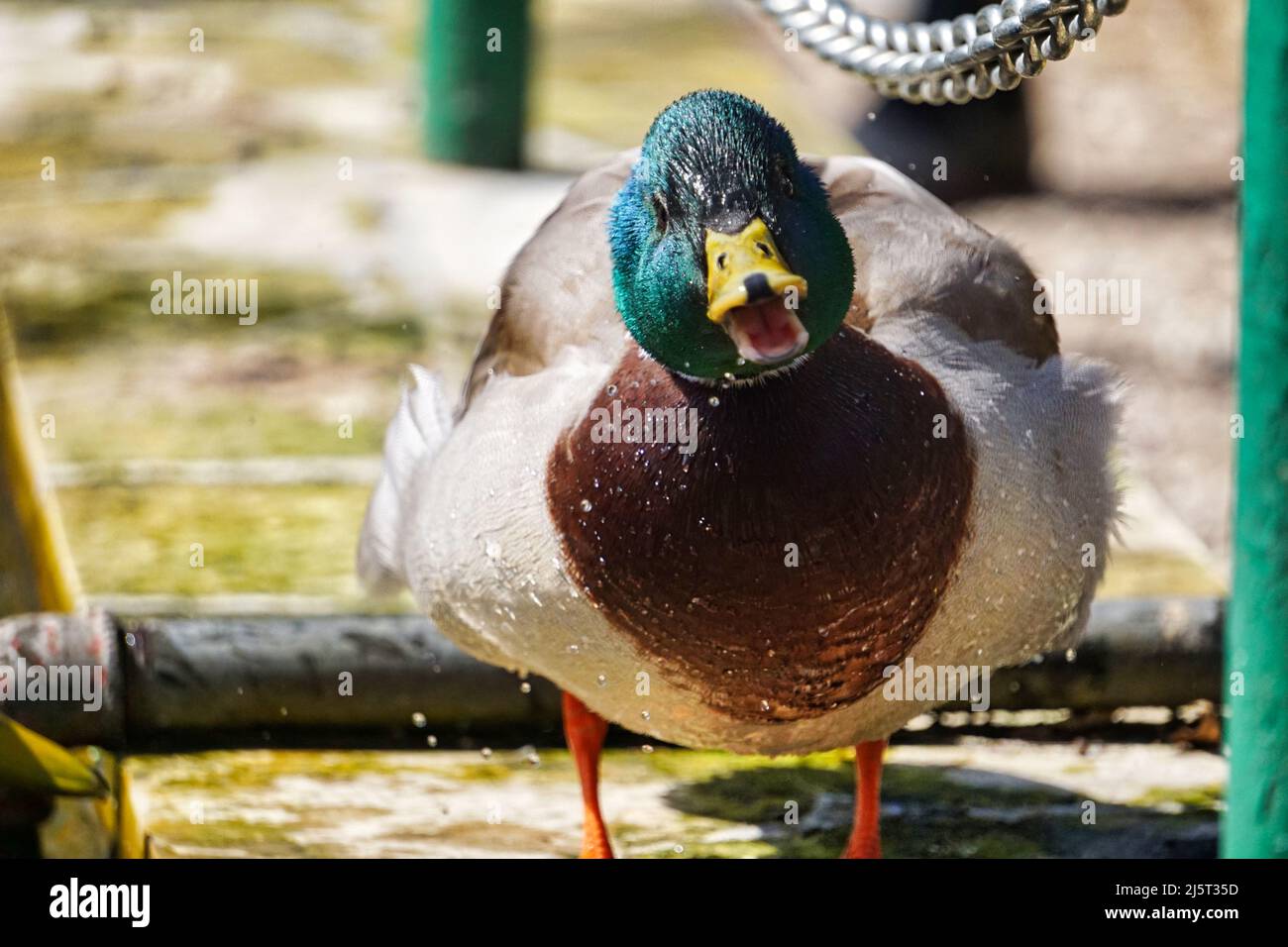 Duck with open mouth Stock Photo - Alamy