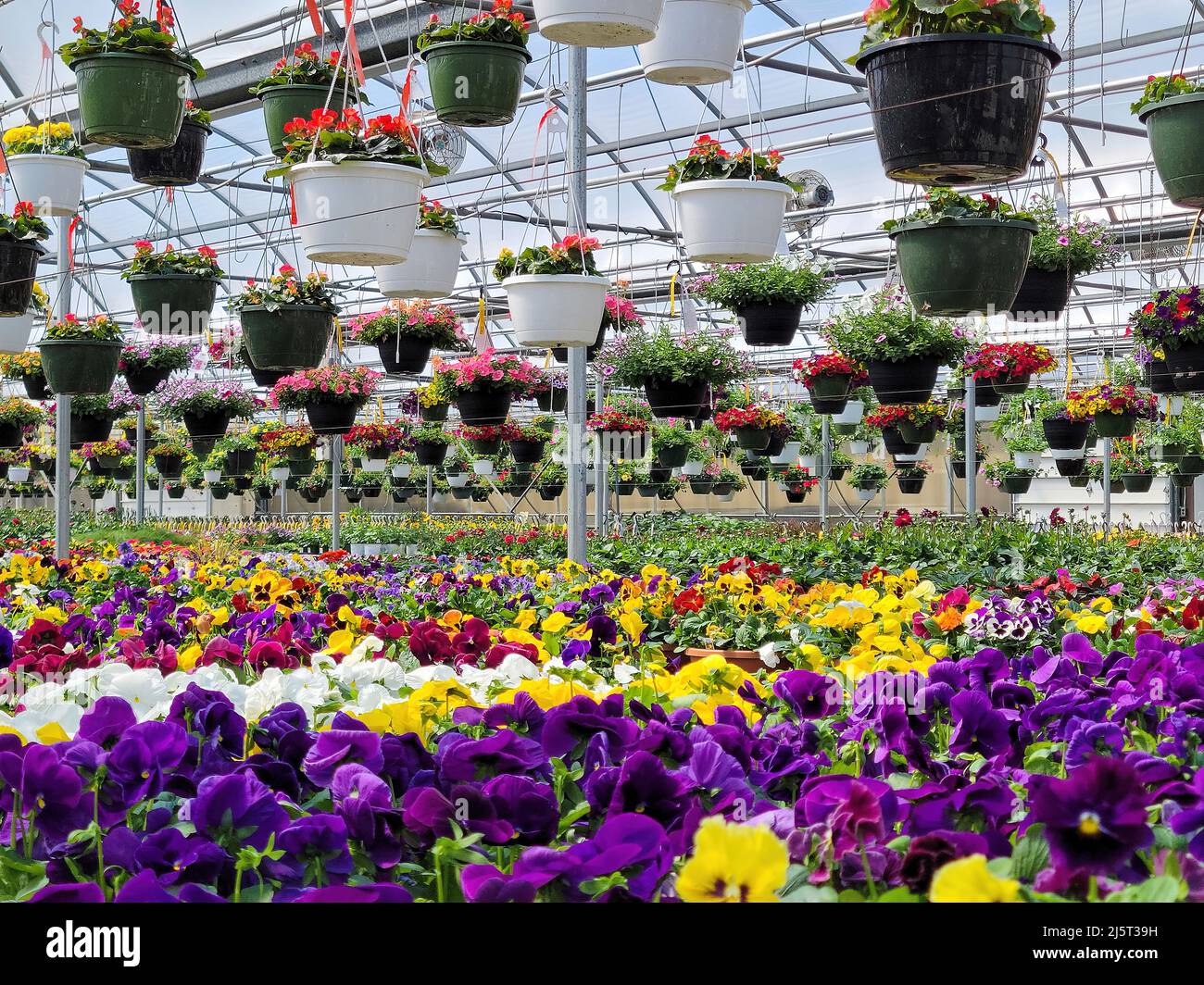 Hanging flower pots with pansy plants inside a greenhouse Stock Photo
