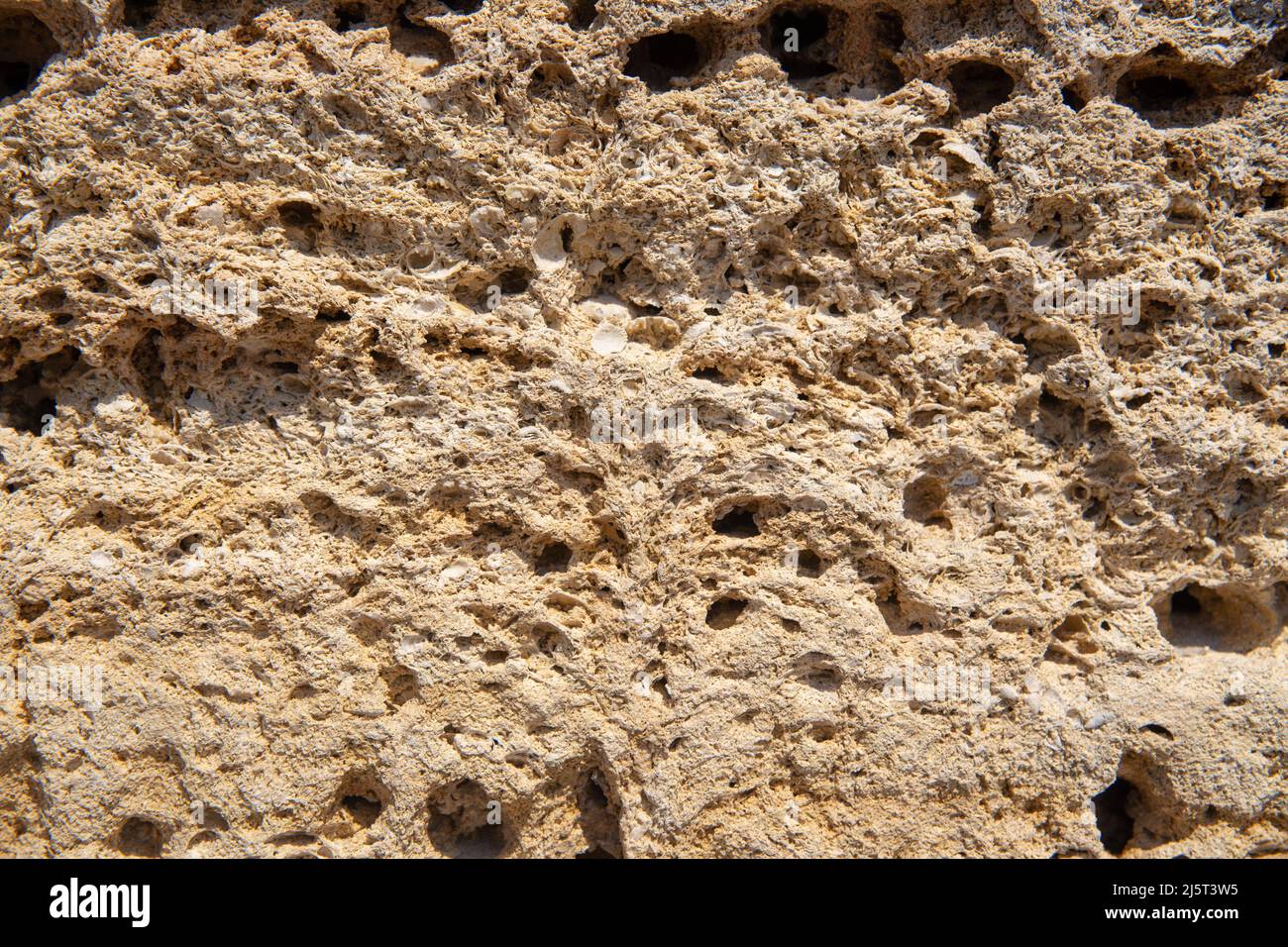 The surface of the yellow shell stone in close-up. Background for the ...